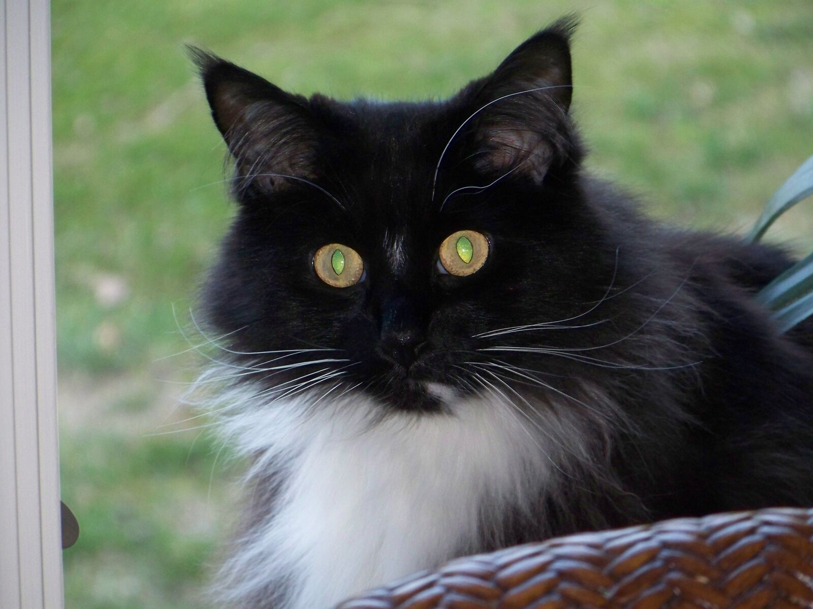 Kodak Z712 IS ZOOM DIGITAL CAMERA sample photo. Cat, long fur, reflecting photography