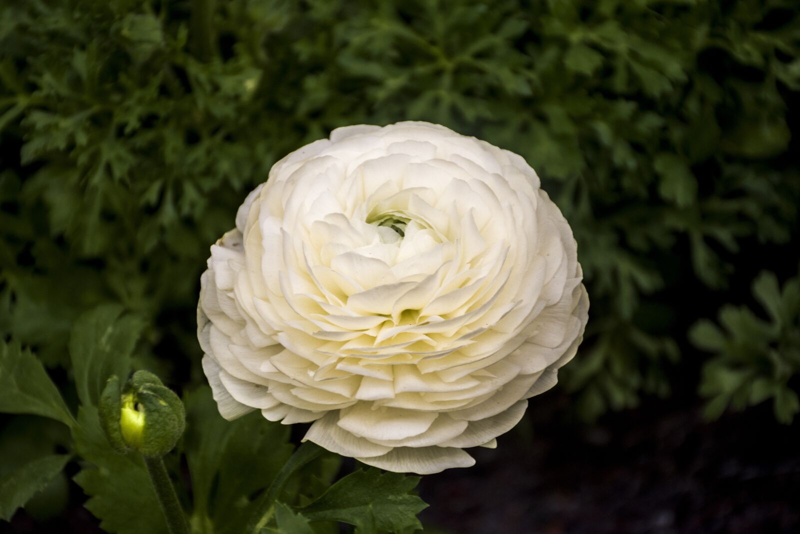 Nikon D5600 sample photo. Flower, nature, plant photography