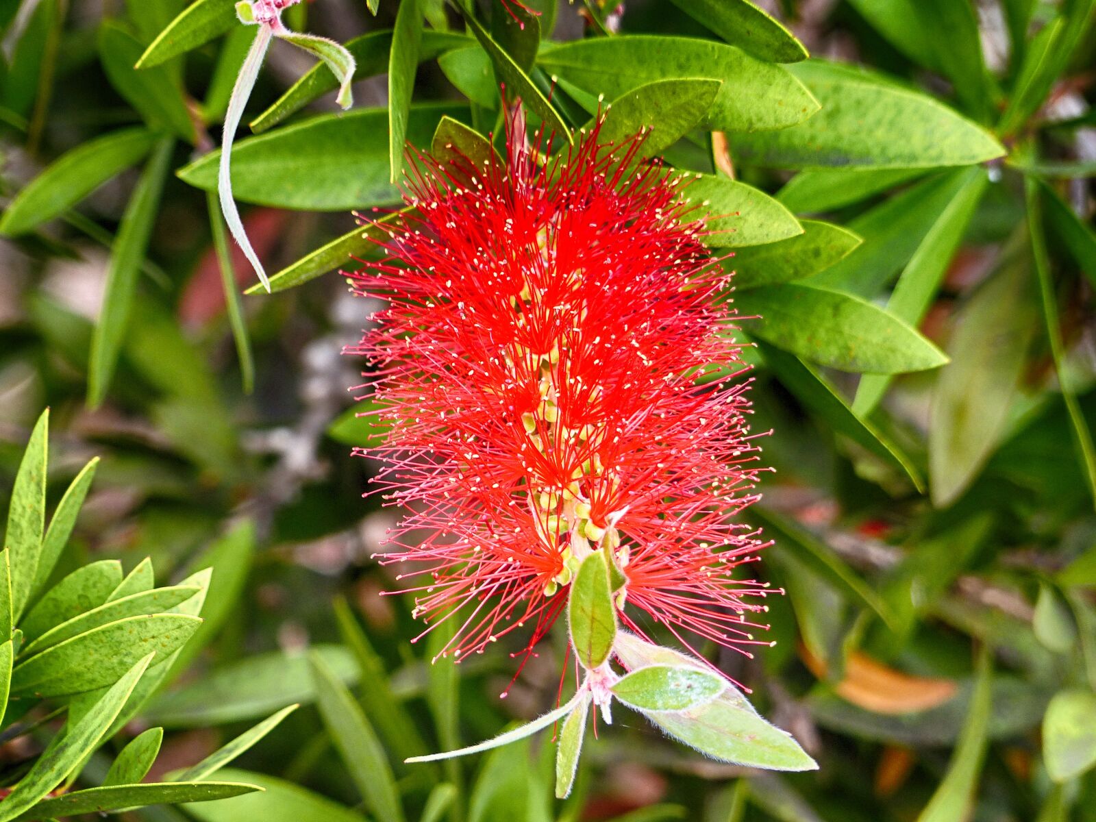 Panasonic Lumix DMC-FZ200 sample photo. Bottle brush flower, nature photography