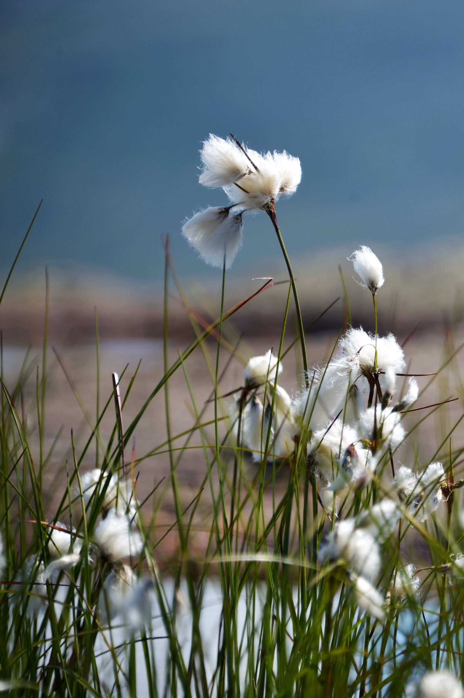 Nikon Df sample photo. Cottongrass, grass, nature photography