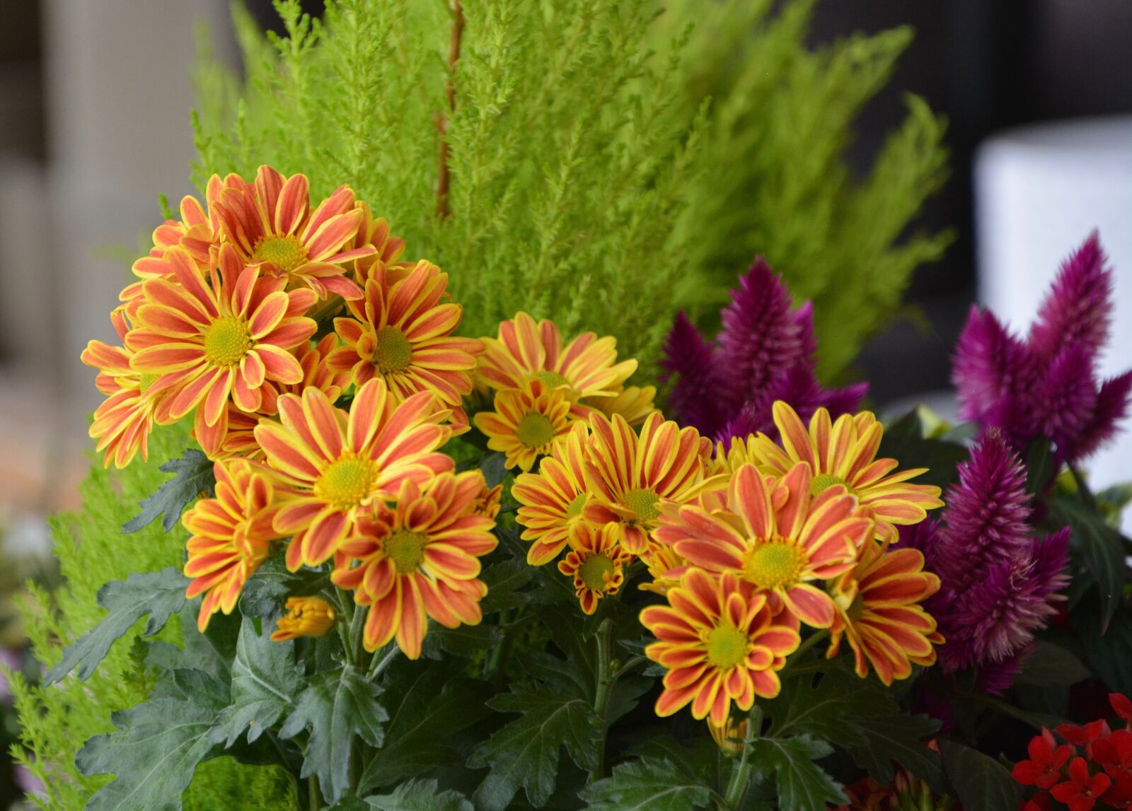 Nikon D5200 sample photo. Flowers, daisies, orange photography