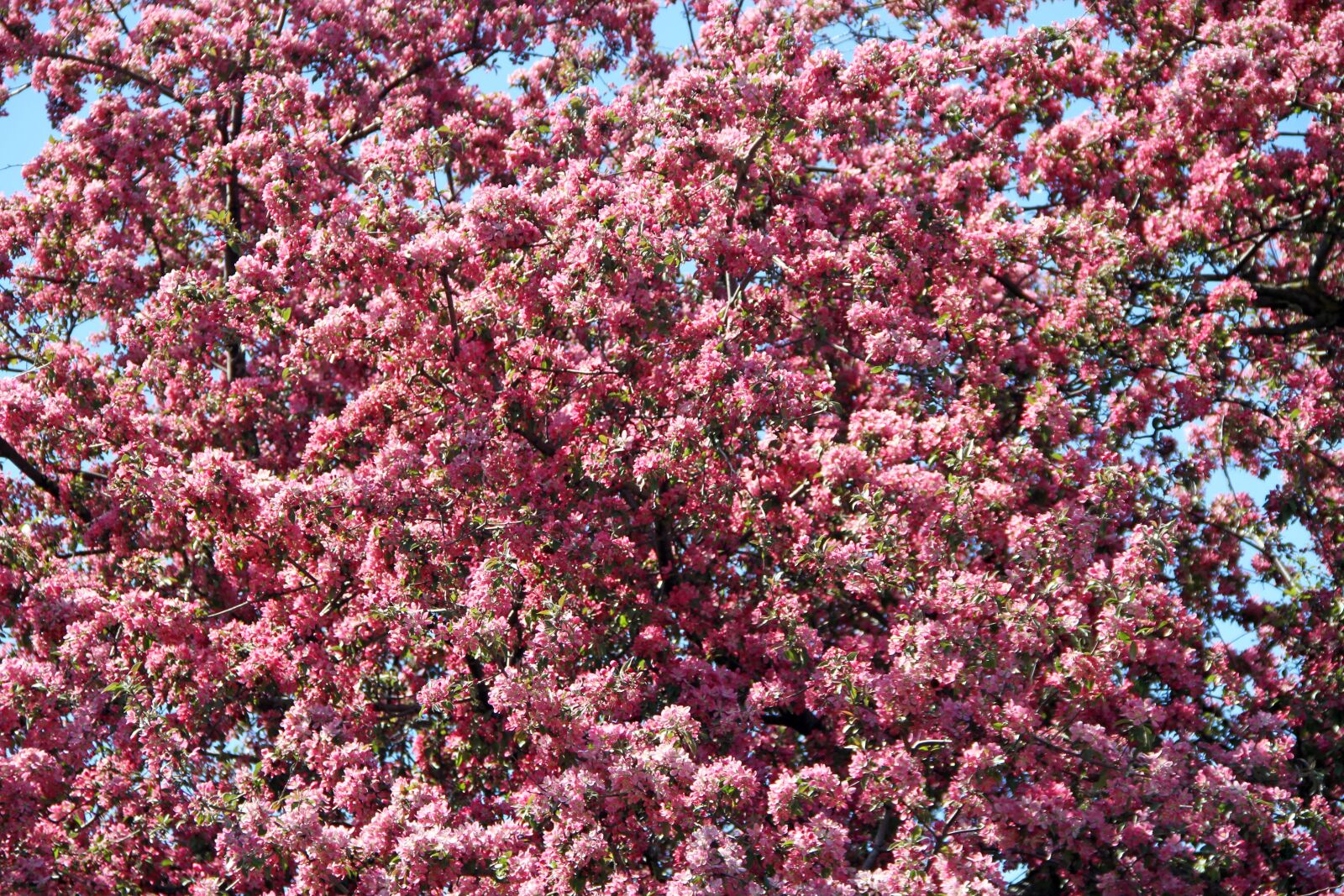 Canon EOS 7D sample photo. Pink, blossom, spring photography