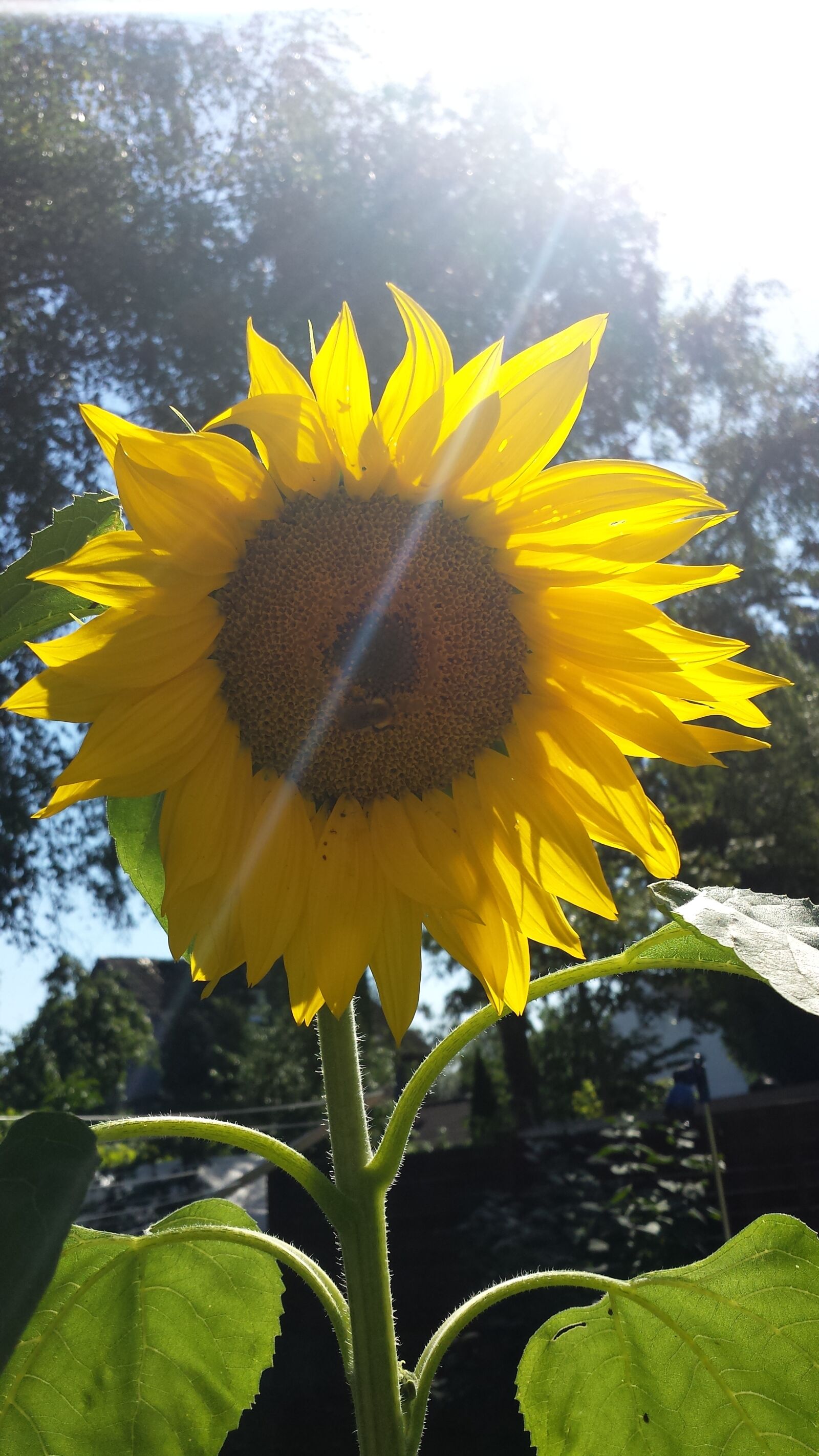 Samsung Galaxy S4 sample photo. Sunflower photography