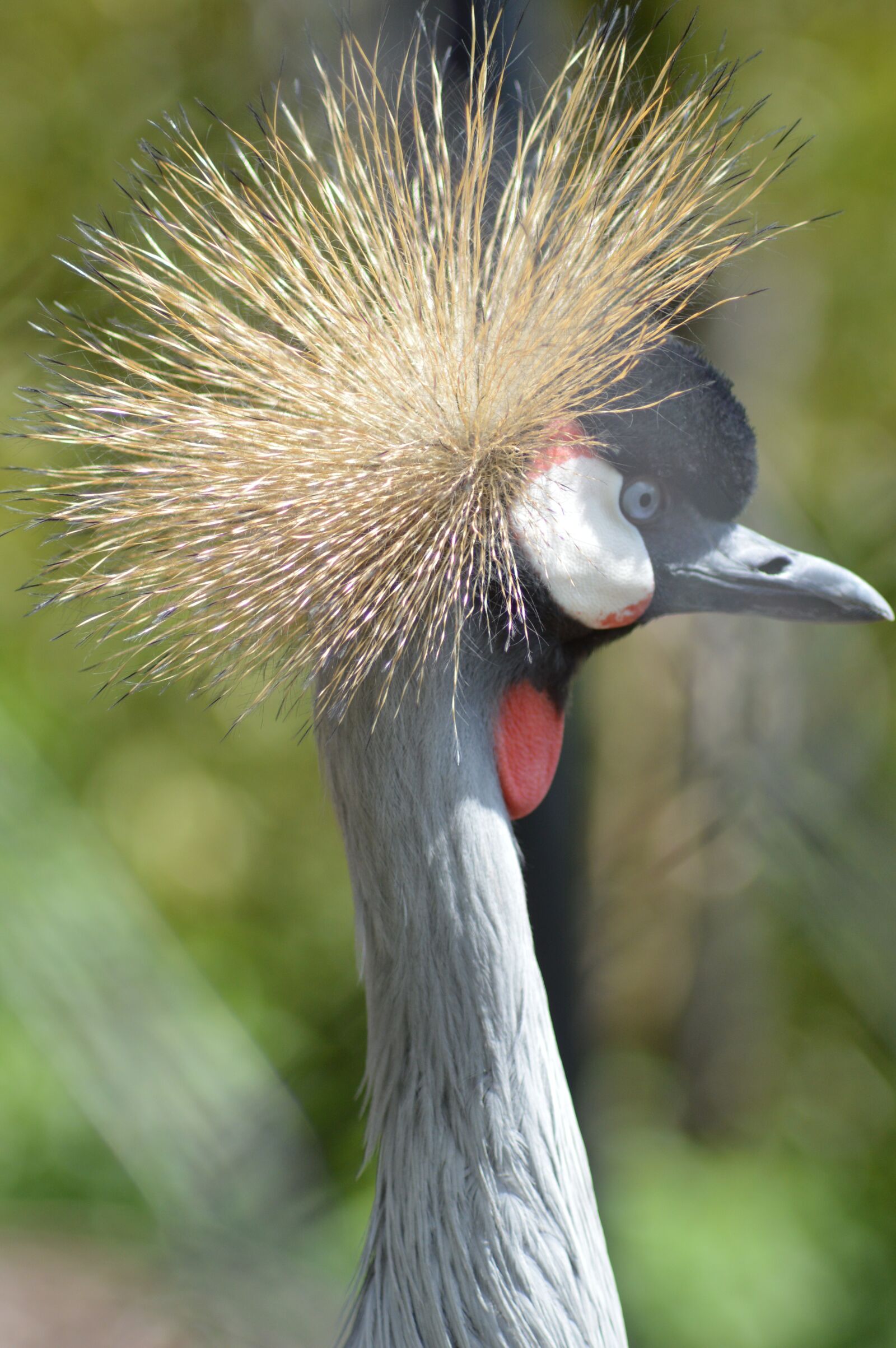 Nikon D3200 sample photo. Bird, crane, pen photography