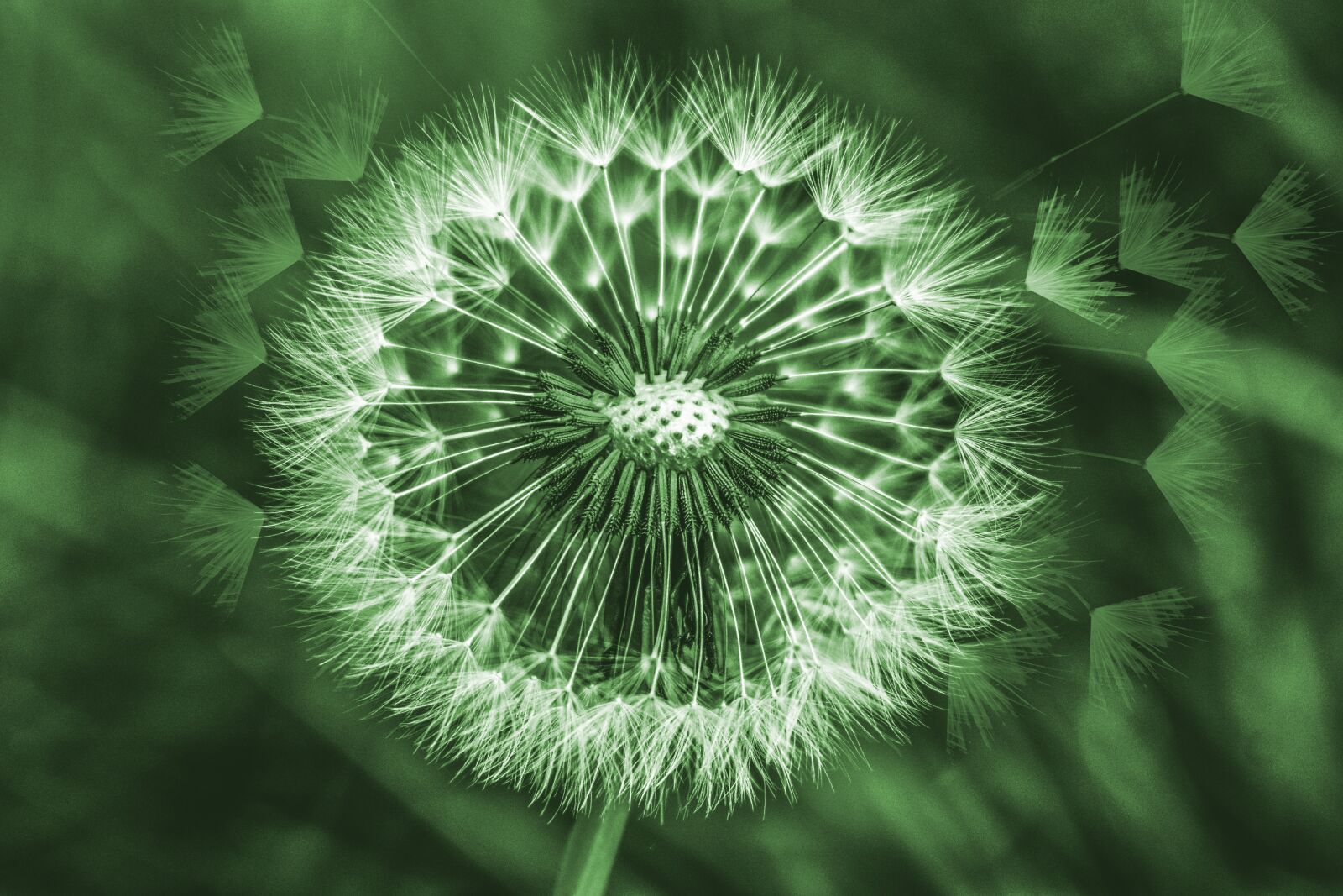 Nikon D3400 sample photo. Dandelion, foreground, spring photography
