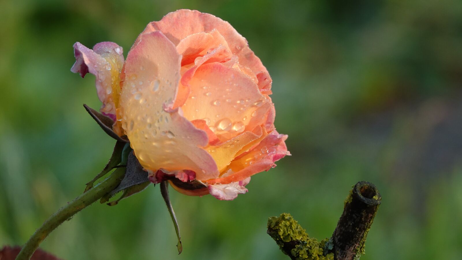 Sony Cyber-shot DSC-RX10 IV sample photo. Roses, garden, spring photography