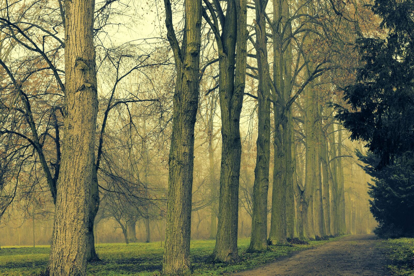 Nikon D5600 sample photo. Away, park, row of photography