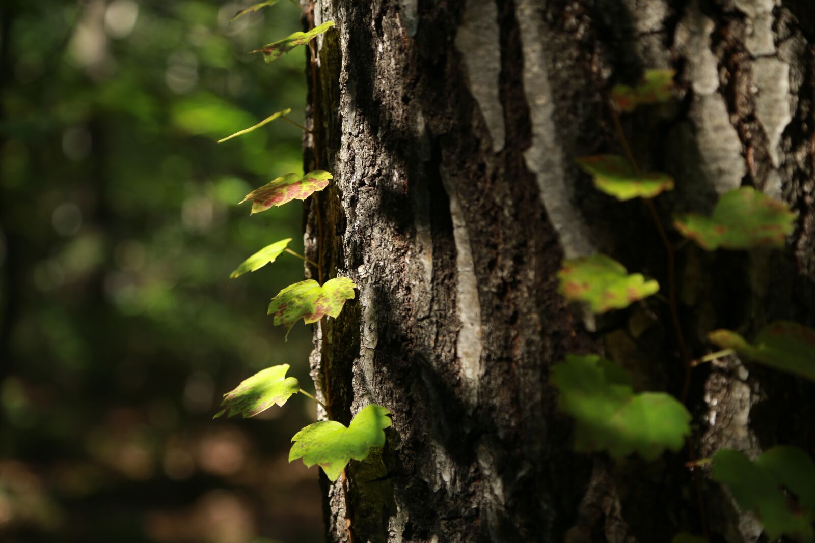 Canon EOS 6D + Canon EF 24-105mm F4L IS USM sample photo. Nature, wood, leaf photography