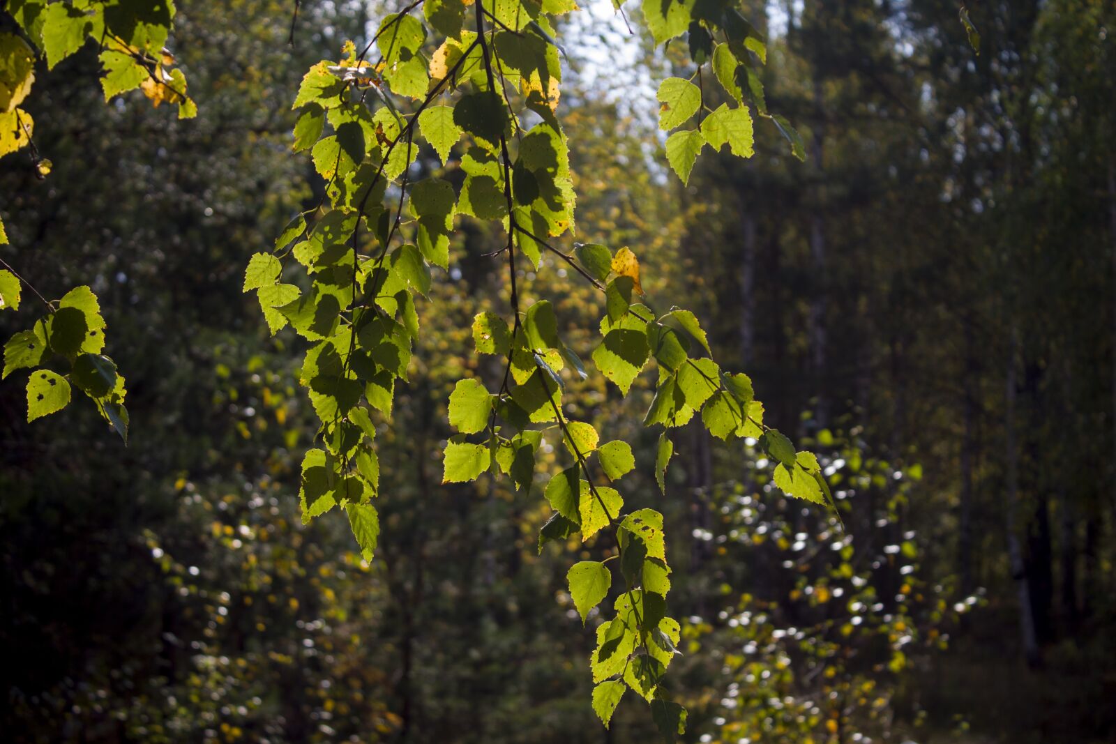 Canon EOS 1100D (EOS Rebel T3 / EOS Kiss X50) sample photo. Birch, foliage, autumn photography