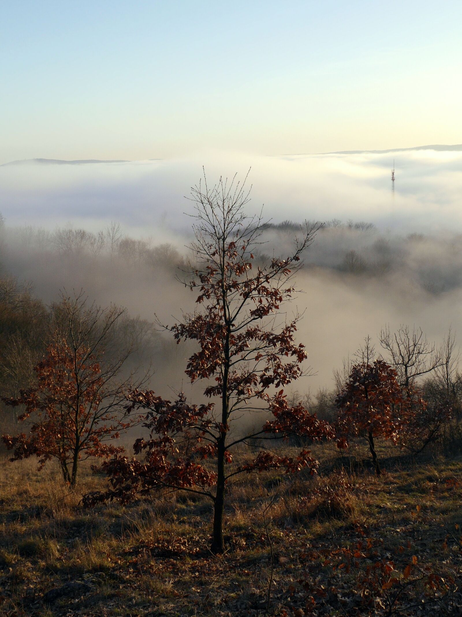 Panasonic Lumix DMC-G6 sample photo. Autumn, tree, the fog photography