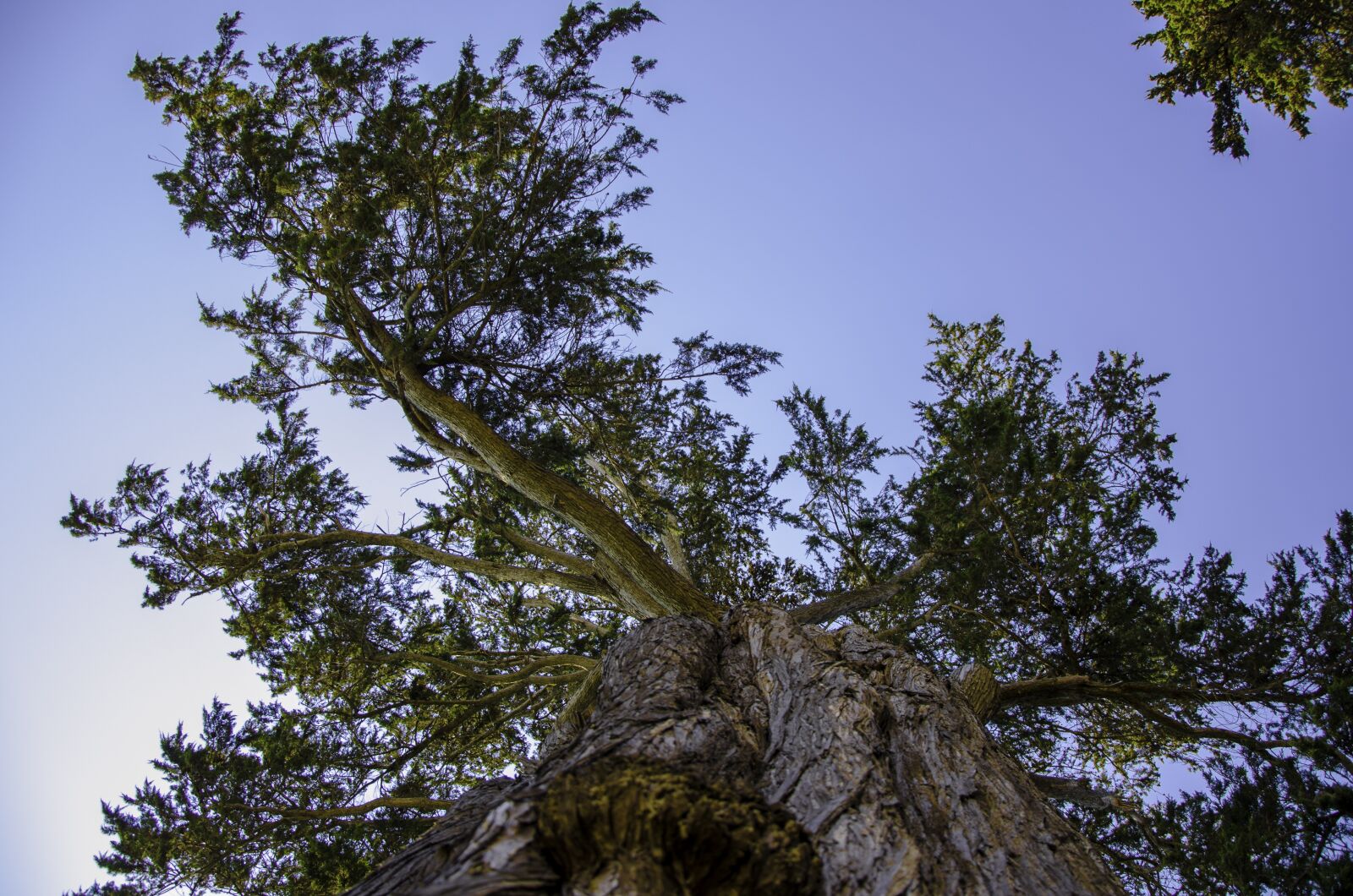 Nikon D7000 sample photo. Redwood trees, yosemite, park photography