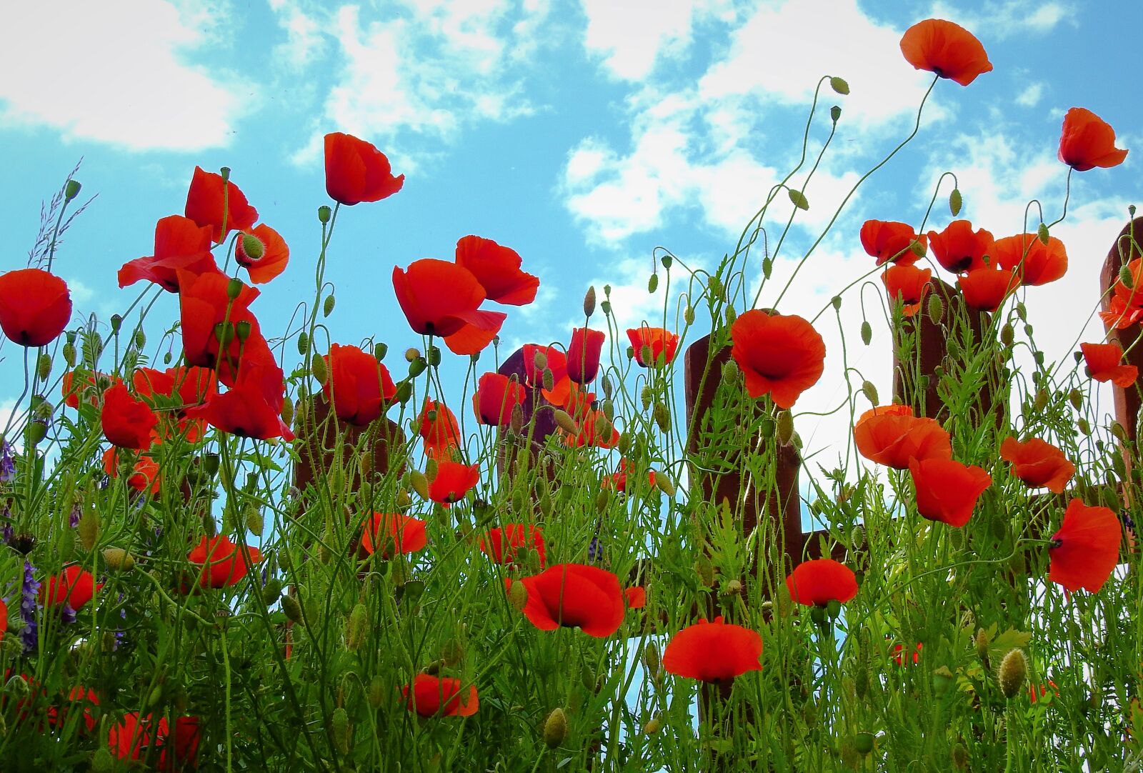 Nikon Coolpix P900 sample photo. Poppies, sky, flowers photography
