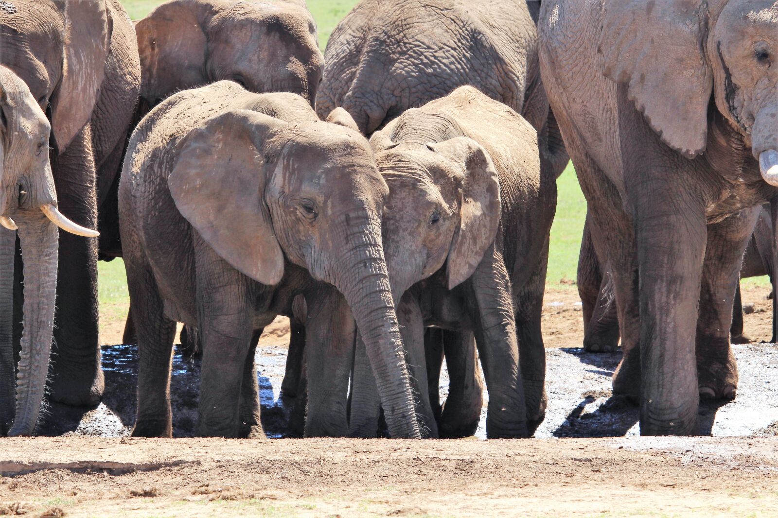 Canon EF-S 55-250mm F4-5.6 IS STM sample photo. Africa, south africa, national photography