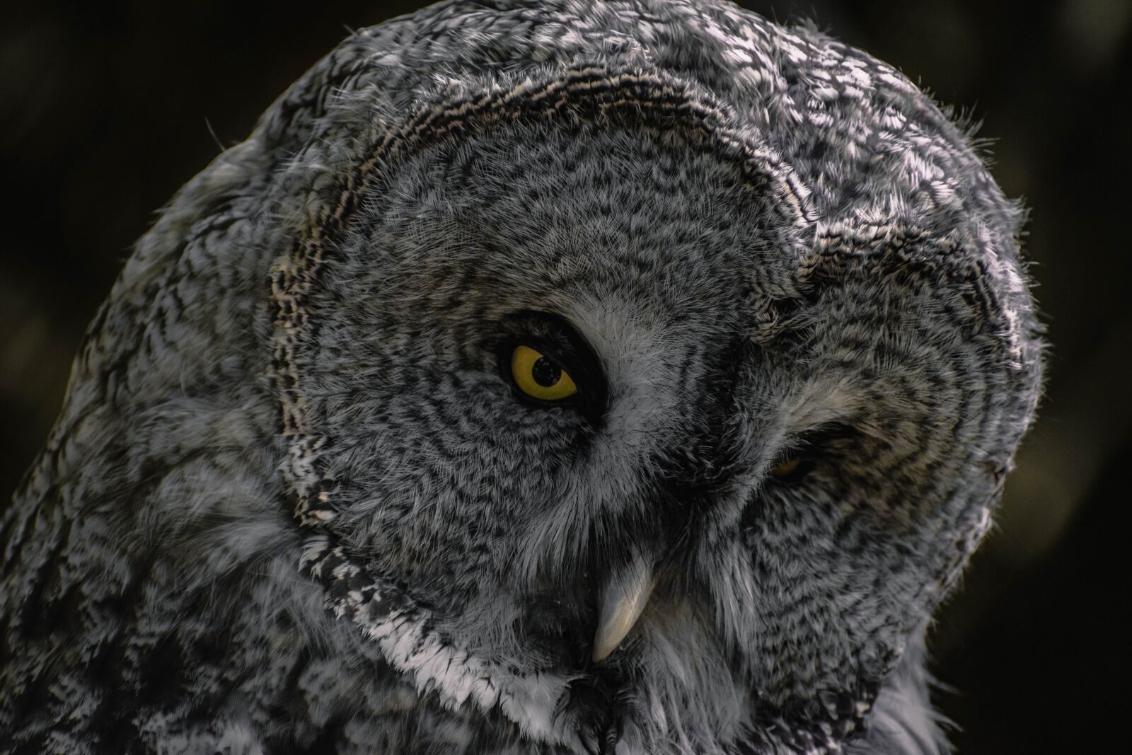 Nikon D5600 sample photo. Owl, animal, zoo photography