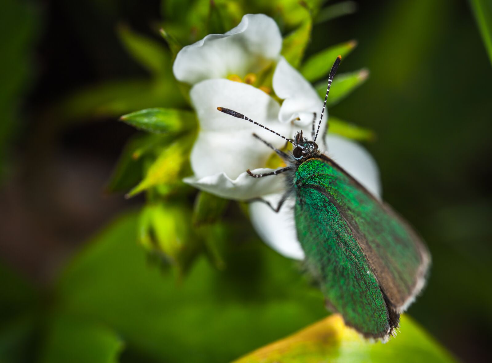 Canon EOS 5D Mark II + Canon MP-E 65mm F2.5 1-5x Macro Photo sample photo. Nature, insect, sheet photography