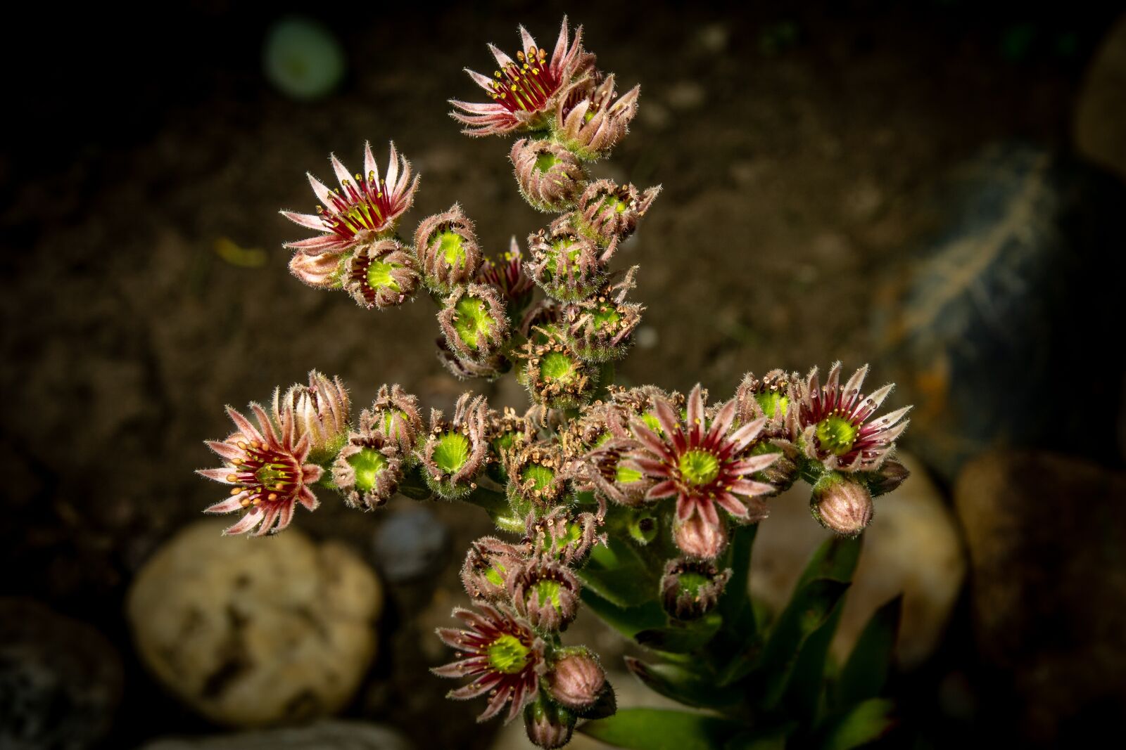 Sony ILCA-77M2 sample photo. Flower, plant, blossom photography