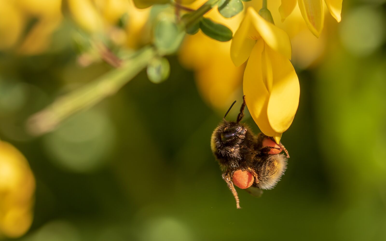 Canon EOS 750D (EOS Rebel T6i / EOS Kiss X8i) sample photo. Hummel, garden bumblebee, bombus photography