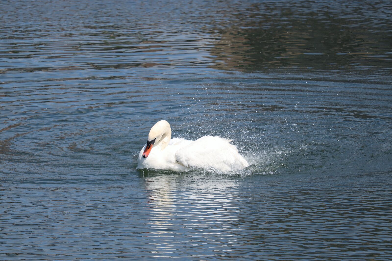 Canon EOS 250D (EOS Rebel SL3 / EOS Kiss X10 / EOS 200D II) + Canon EF-S 55-250mm F4-5.6 IS STM sample photo. Mute swan, swan, water photography