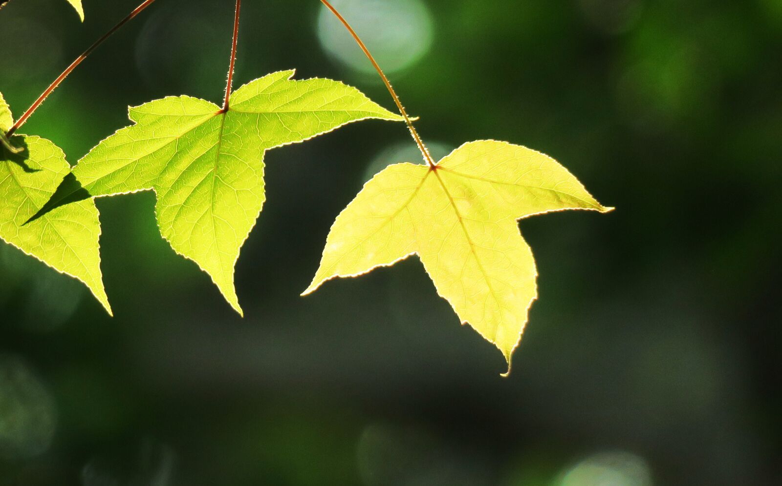 Canon PowerShot G3 X sample photo. Leaf, plant, nature photography