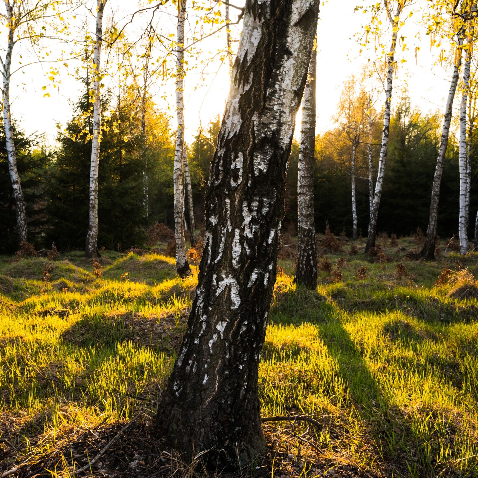 Sony a7 + Sony FE 28-70mm F3.5-5.6 OSS sample photo. Spring, sun, forest photography