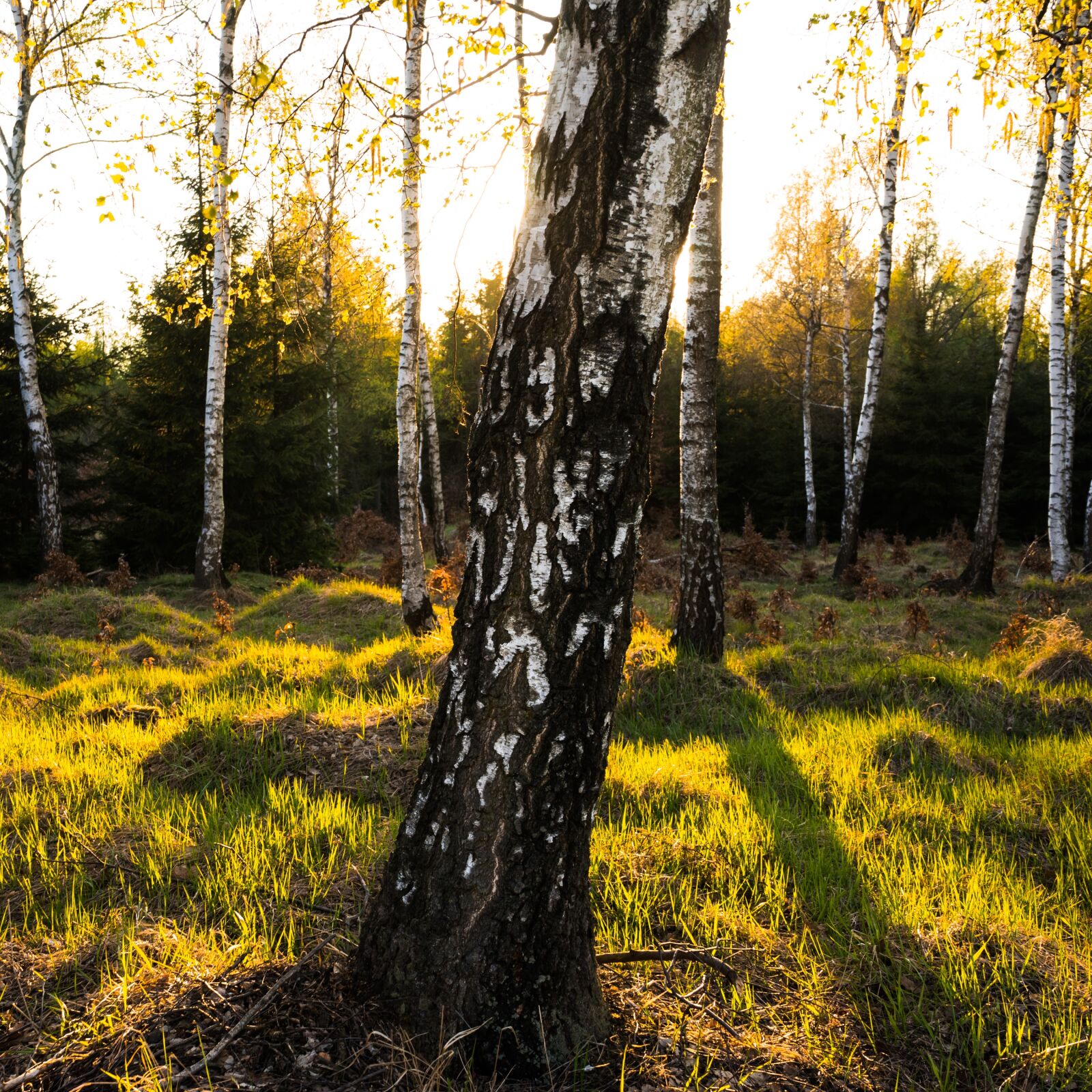 Sony a7 sample photo. Spring, sun, forest photography