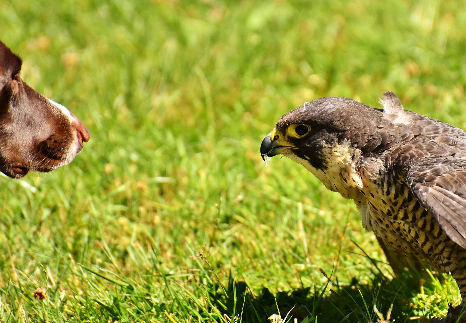 Nikon D7200 sample photo. Falcon, bird, dog photography