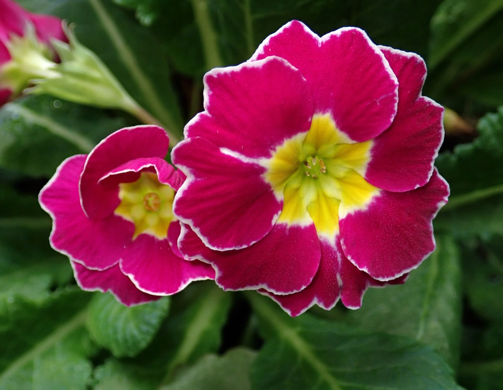Olympus TG-5 sample photo. Flowers, polyanthus, primrose photography