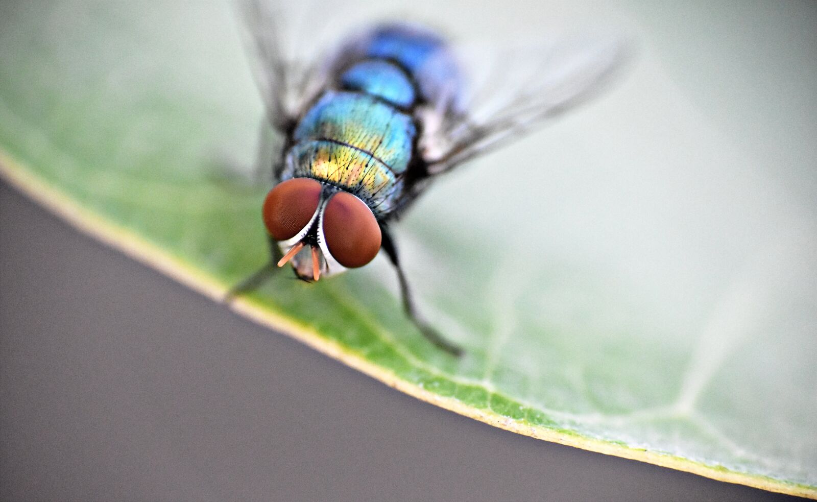 Nikon D5600 sample photo. Housefly, insect, fly photography