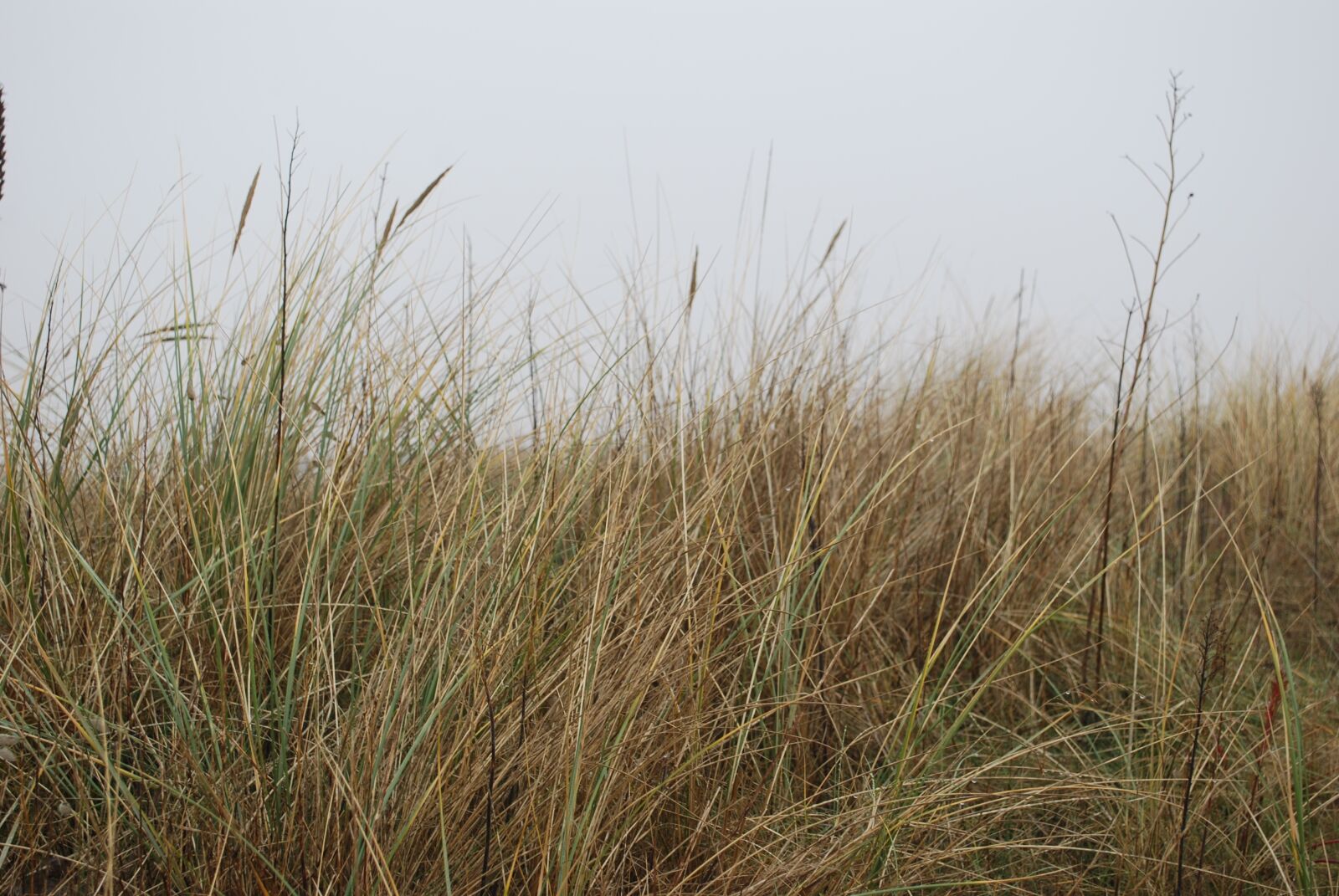 Nikon D60 sample photo. Sand, dune, oyat photography