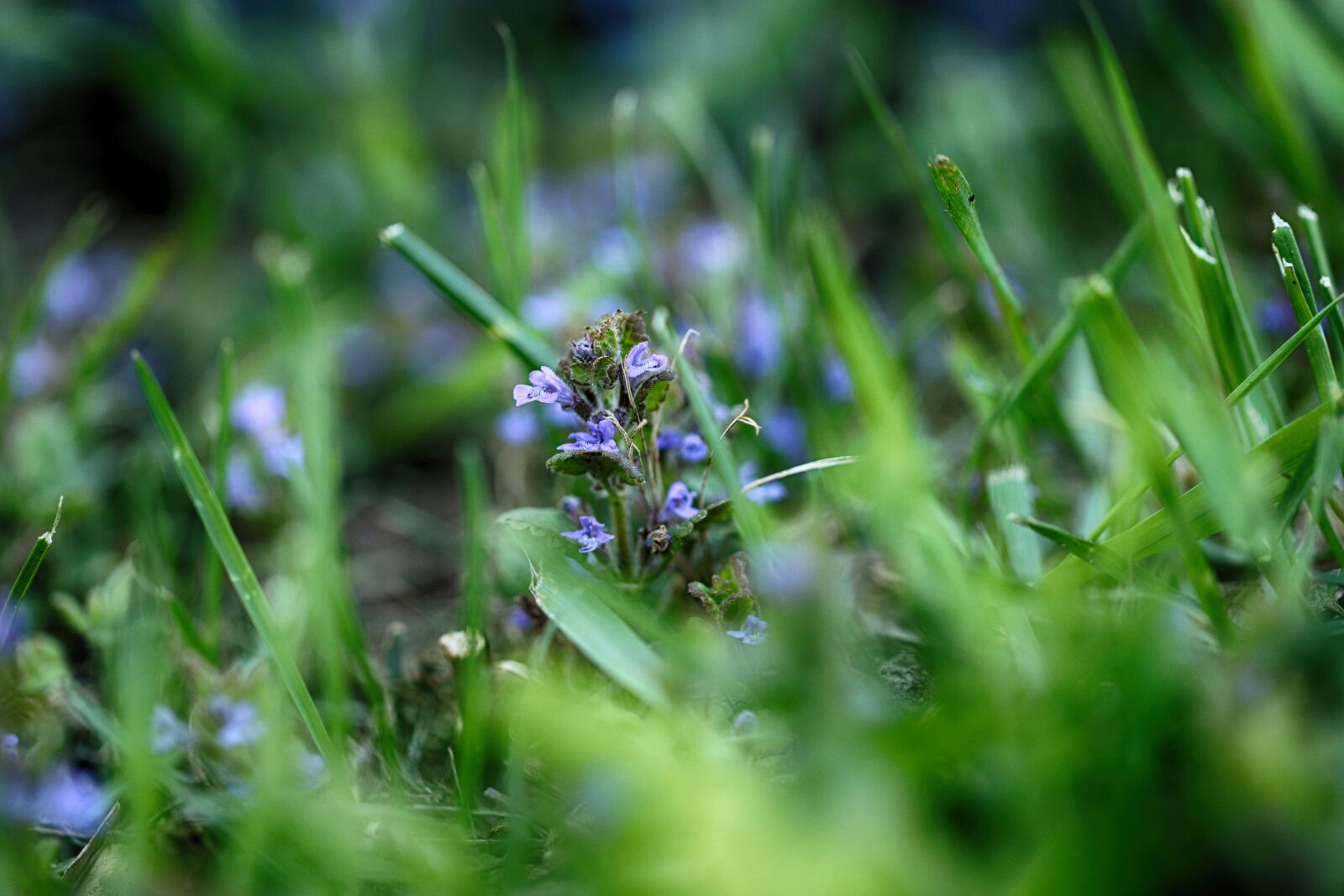 Canon EOS 7D Mark II sample photo. Flower, spring, nature photography