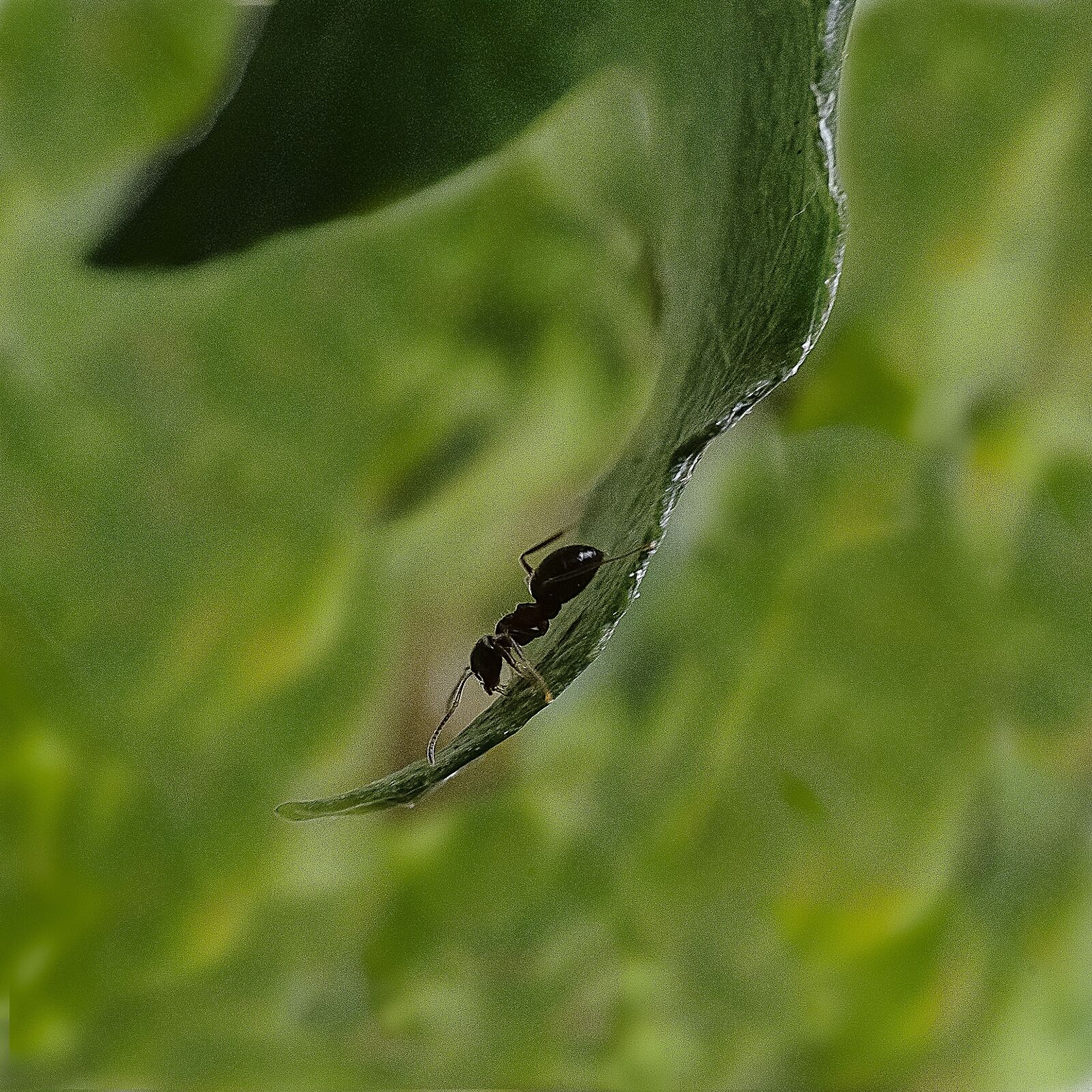 Nikon D7000 sample photo. Ant, insect, nature photography
