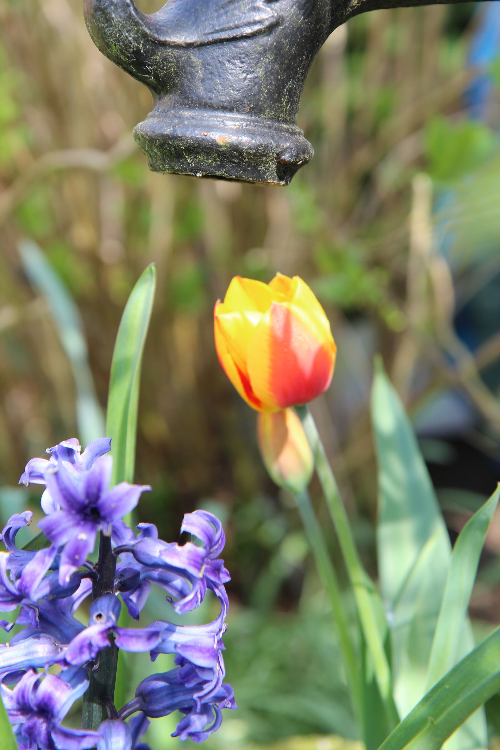 Canon EOS 600D (Rebel EOS T3i / EOS Kiss X5) sample photo. Tulip, water pump, garden photography