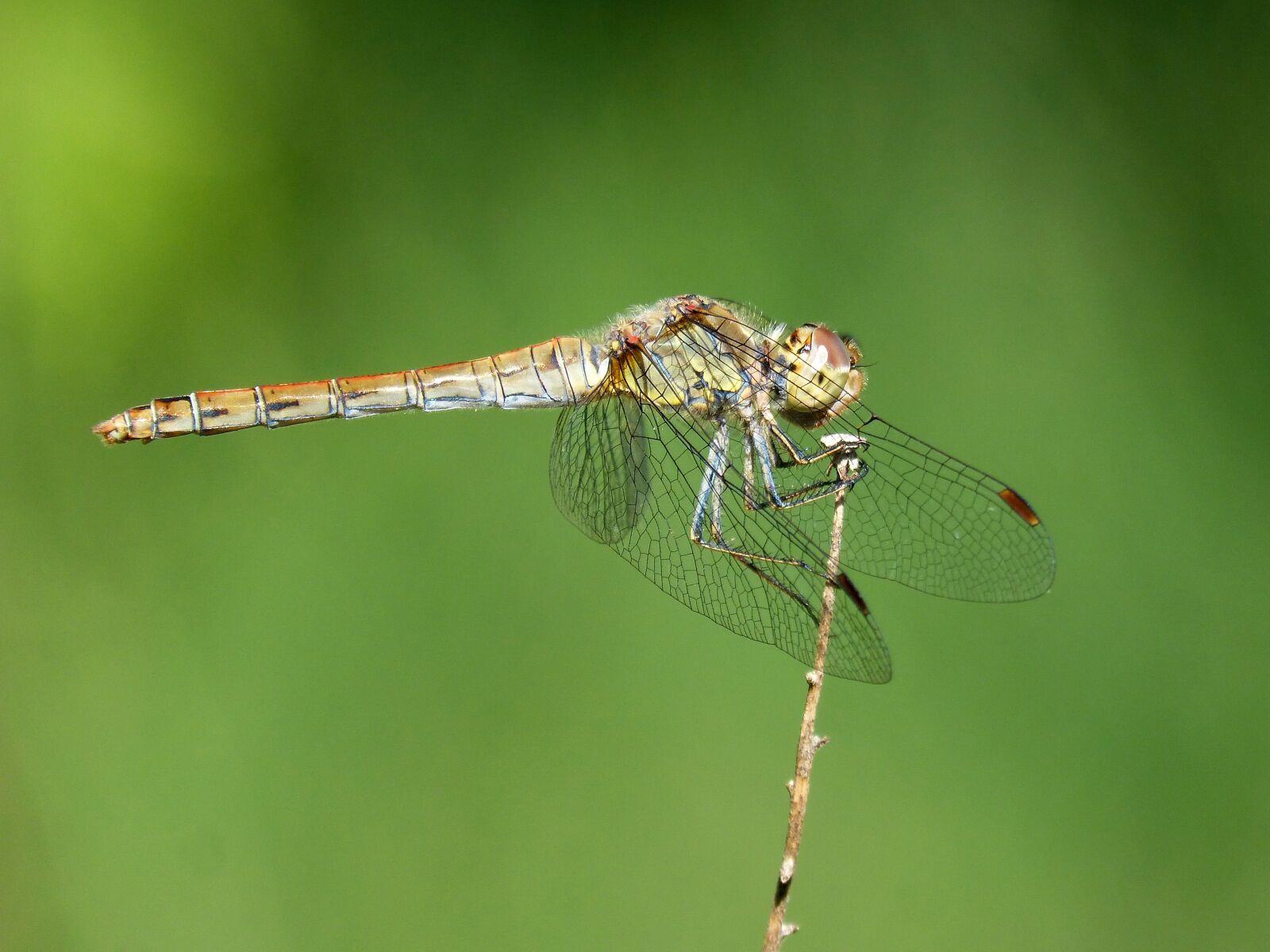 Panasonic DMC-FZ62 sample photo. Dragonfly, odonato, detail photography
