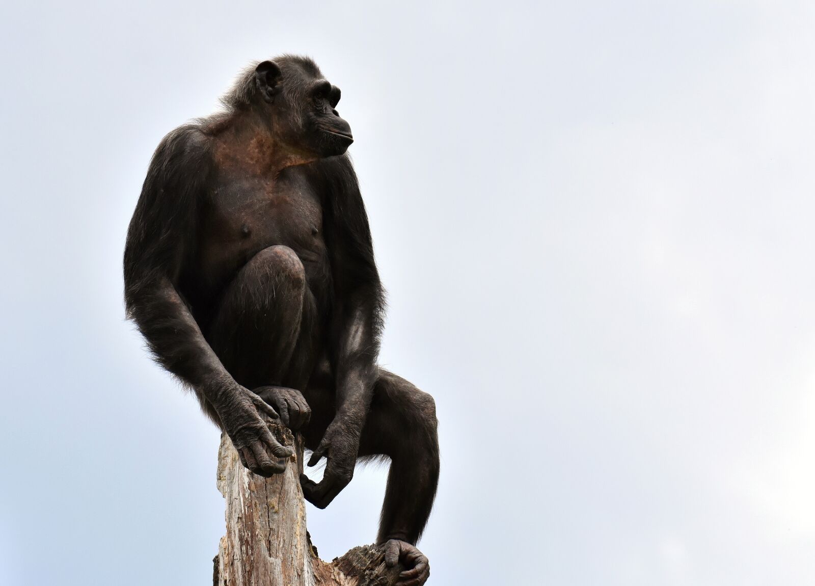 Nikon D7200 sample photo. Chimpanzee, monkey, animal world photography