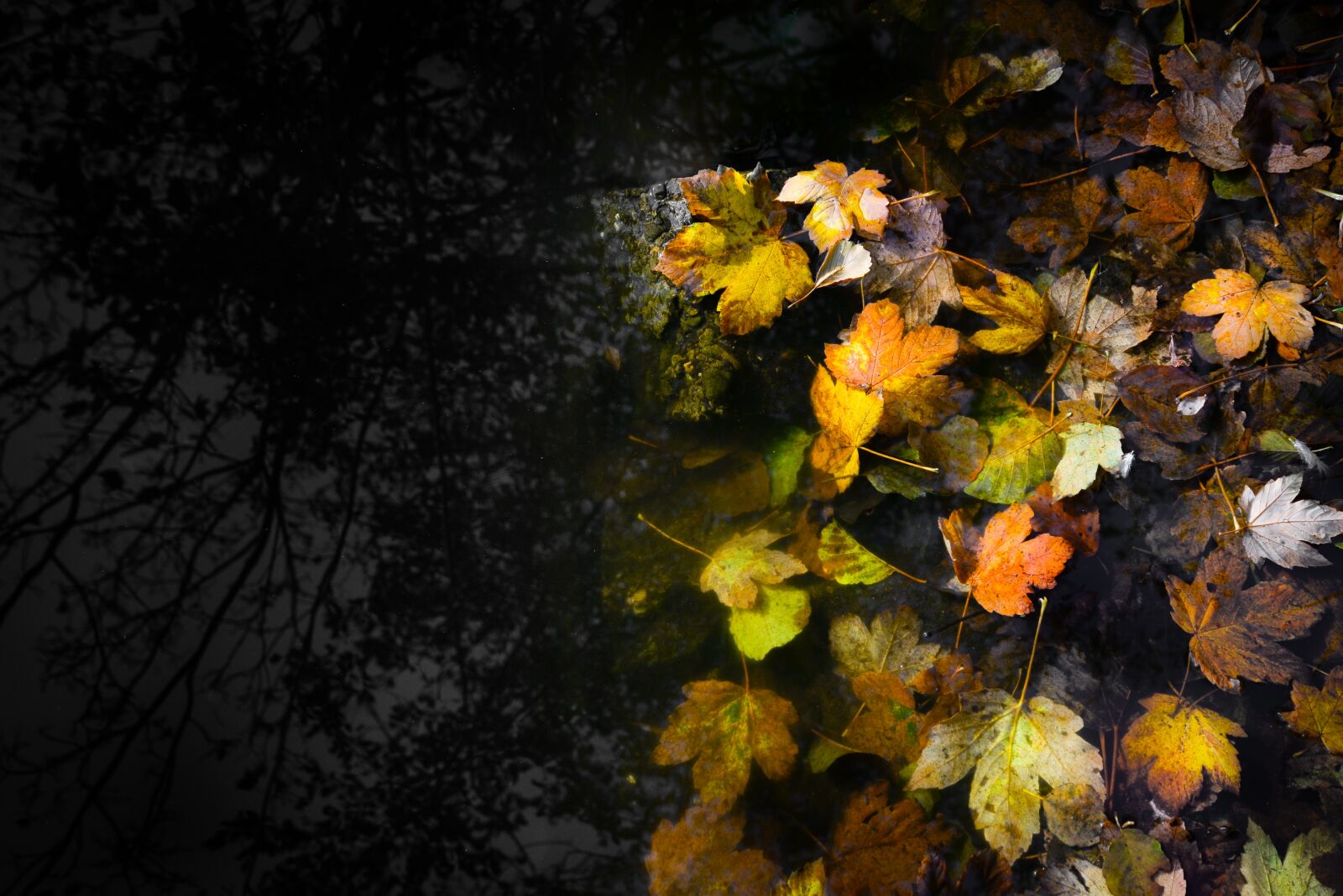 Nikon D610 sample photo. Dark, water, leafs photography