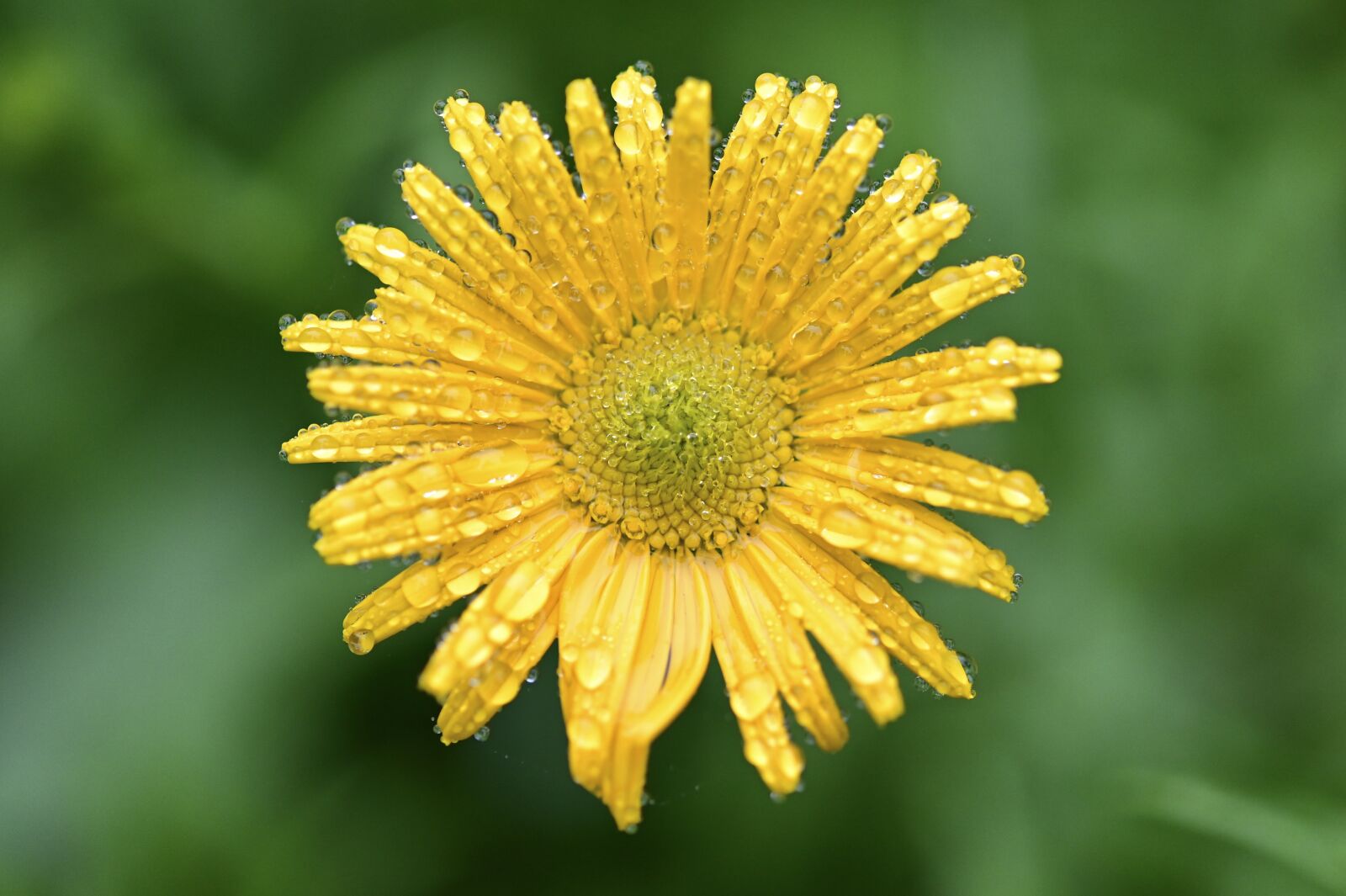 Nikon Z6 sample photo. Marguerite, flower, blossom photography