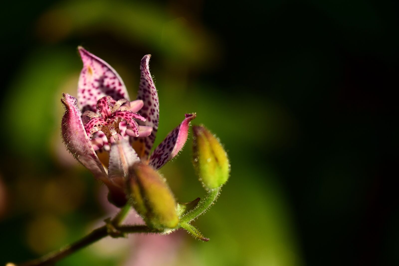 Nikon D3300 sample photo. Spurge, griffith's spurge, euphorbia photography