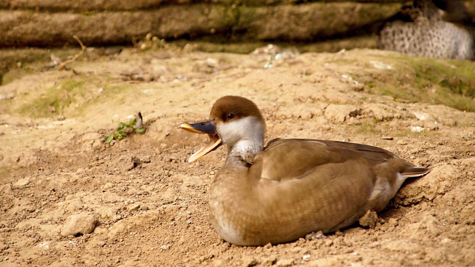 18.00 - 200.00 mm f/3.5 - 6.3 sample photo. Duck, water, ducks photography