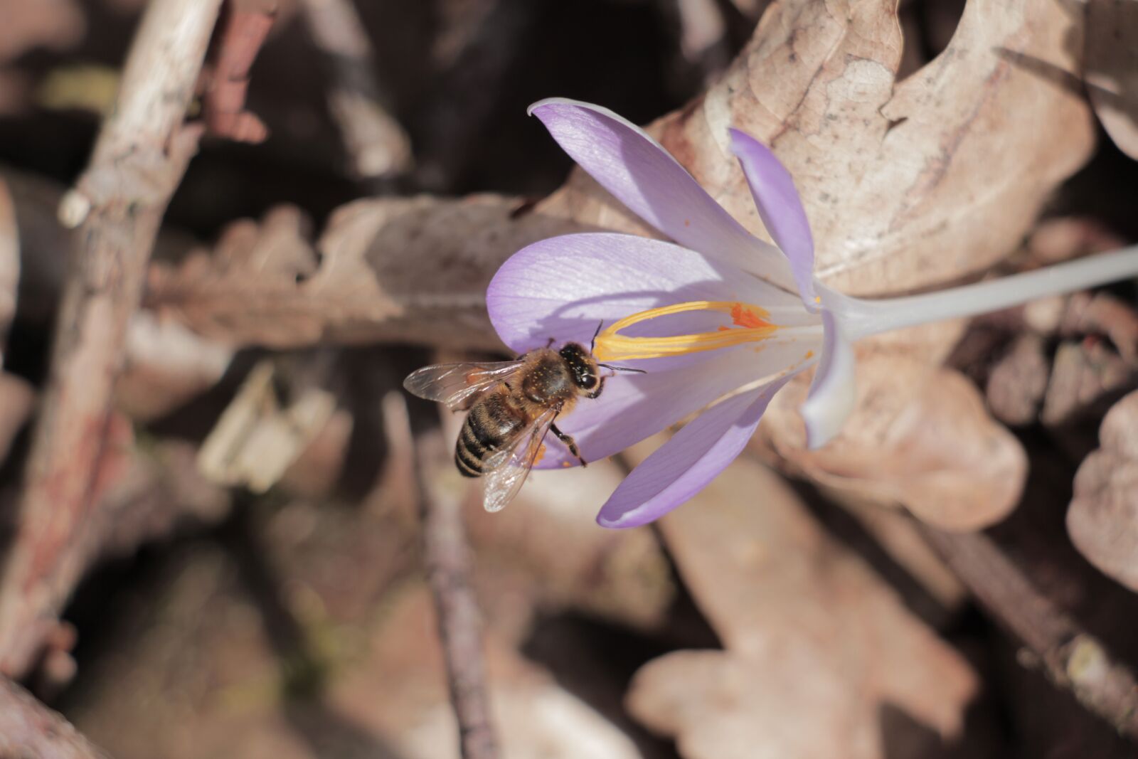 Canon EOS 700D (EOS Rebel T5i / EOS Kiss X7i) sample photo. Nature, flower, plant photography