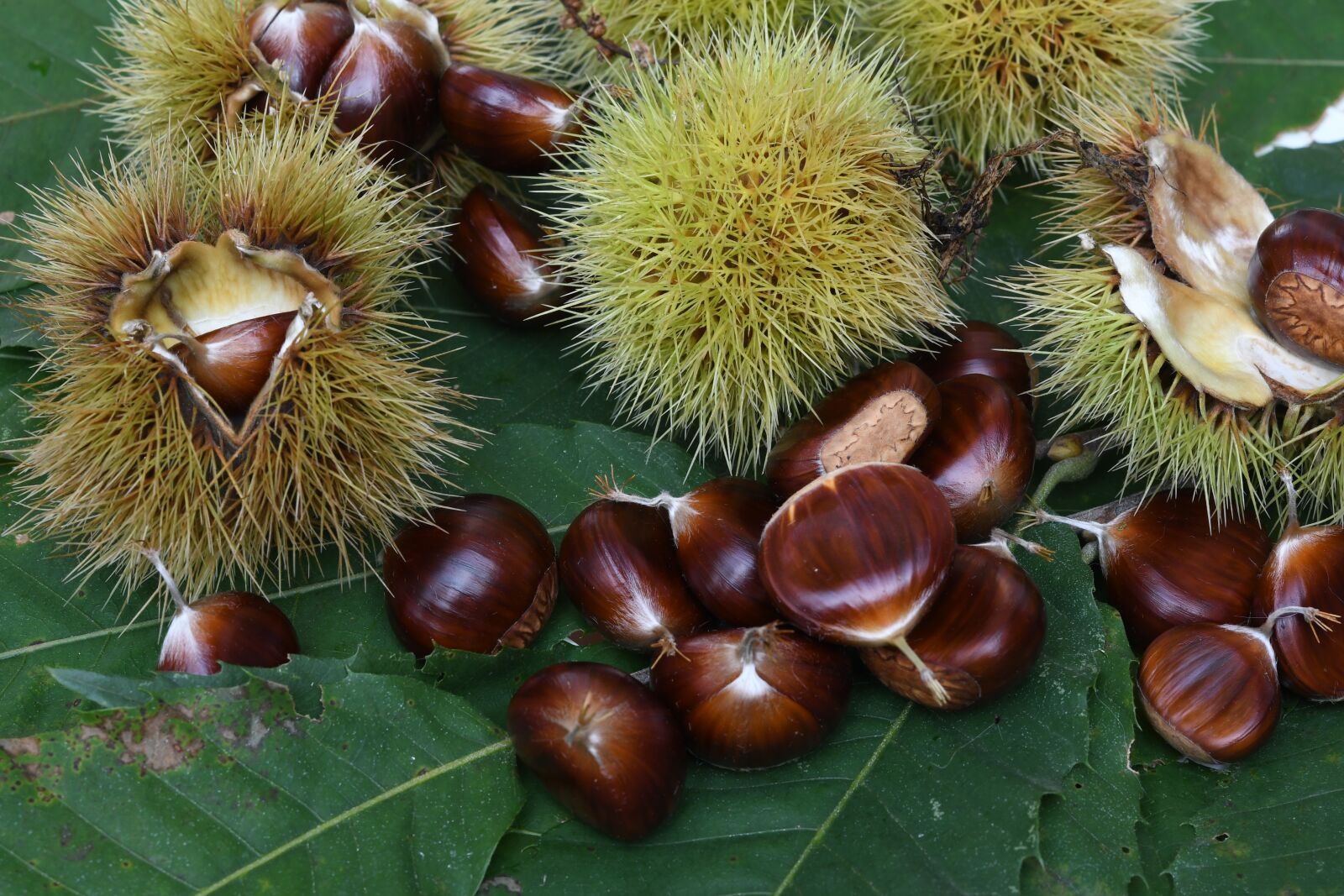 Nikon D7500 sample photo. Chestnuts, autumn, fruits photography