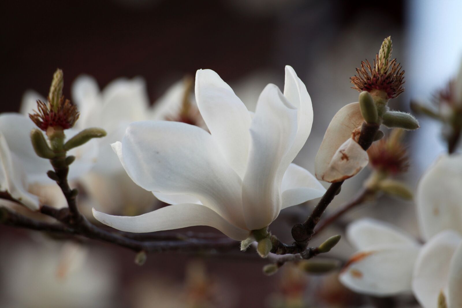 Canon EOS 5D Mark II sample photo. Magnolia, white magnolia, flowers photography