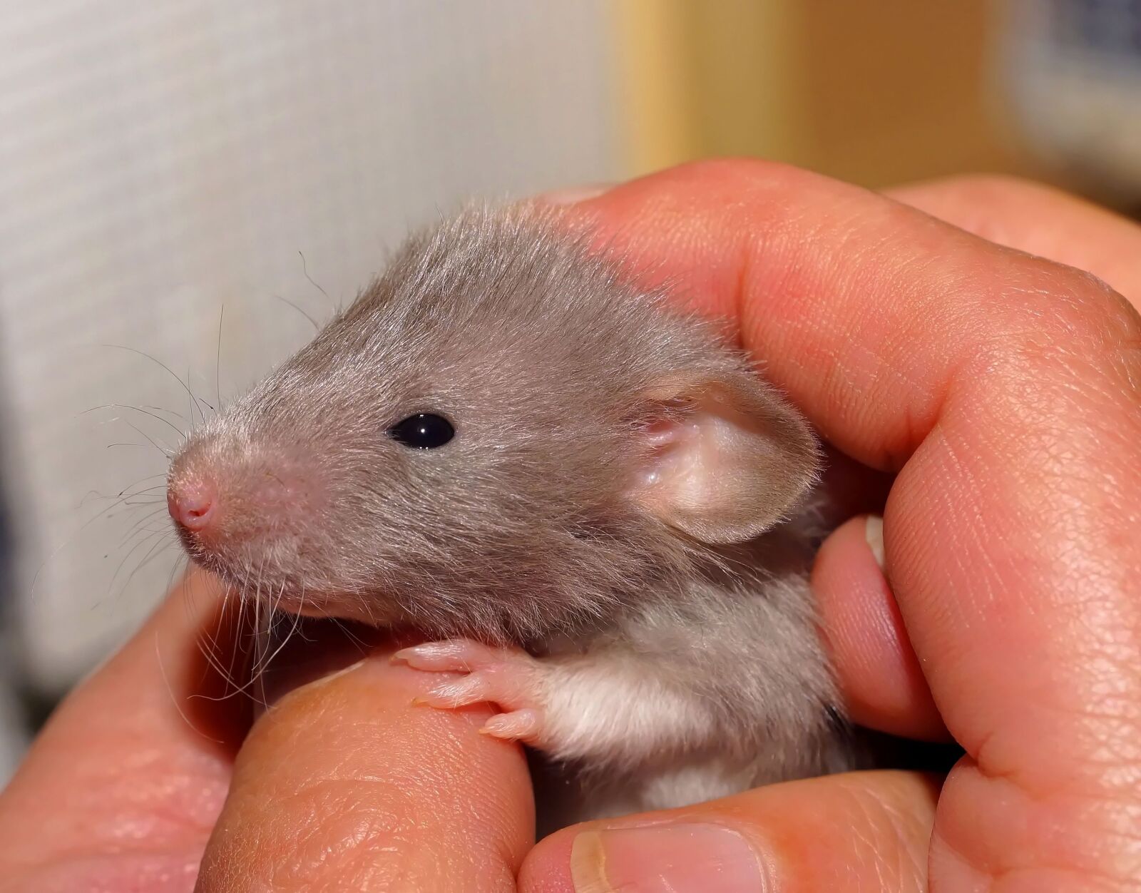 Sony a99 II sample photo. Rat, baby, sweet photography