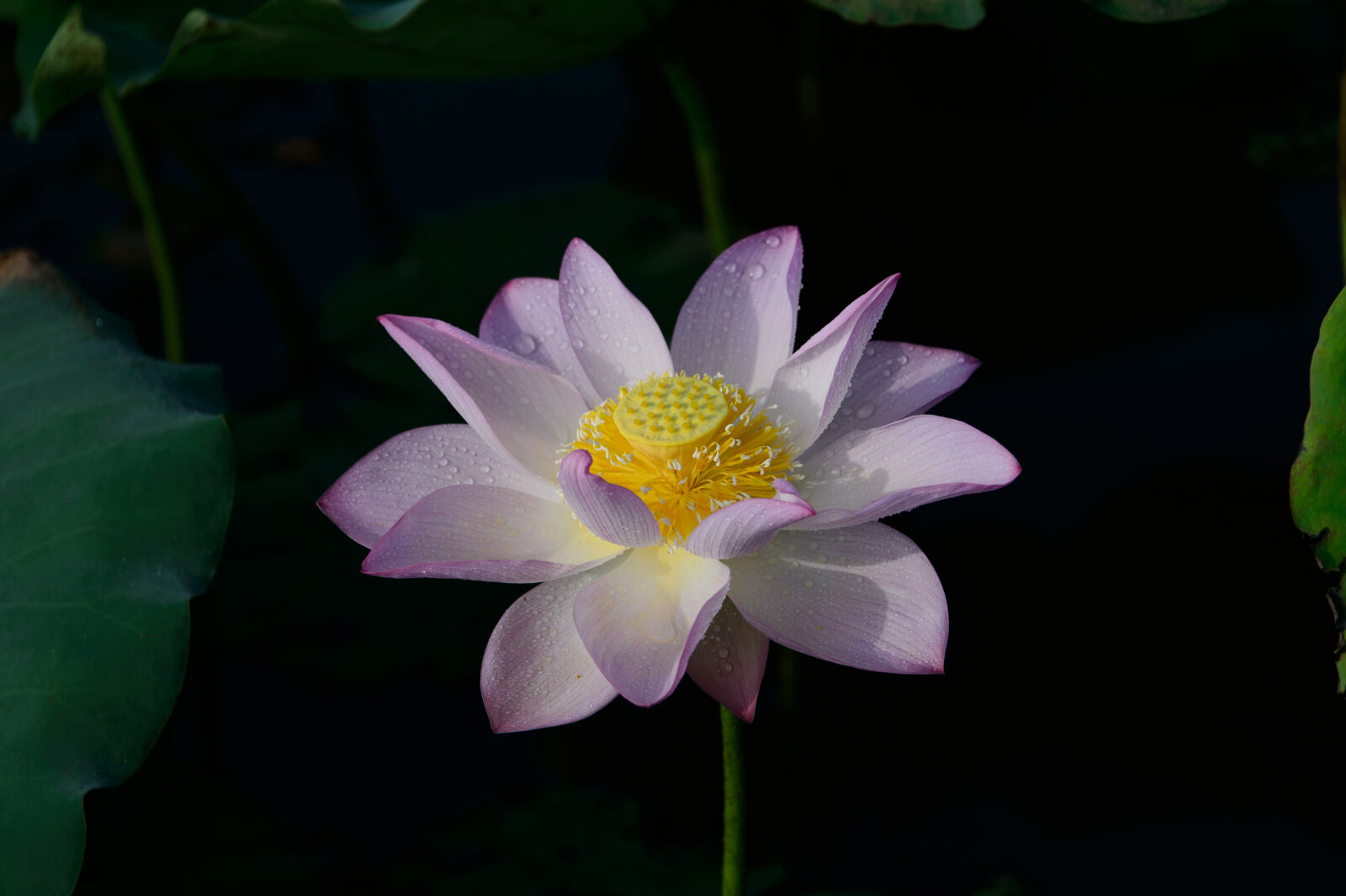 Nikon Df sample photo. Beautiful, flowers, china, chinese photography