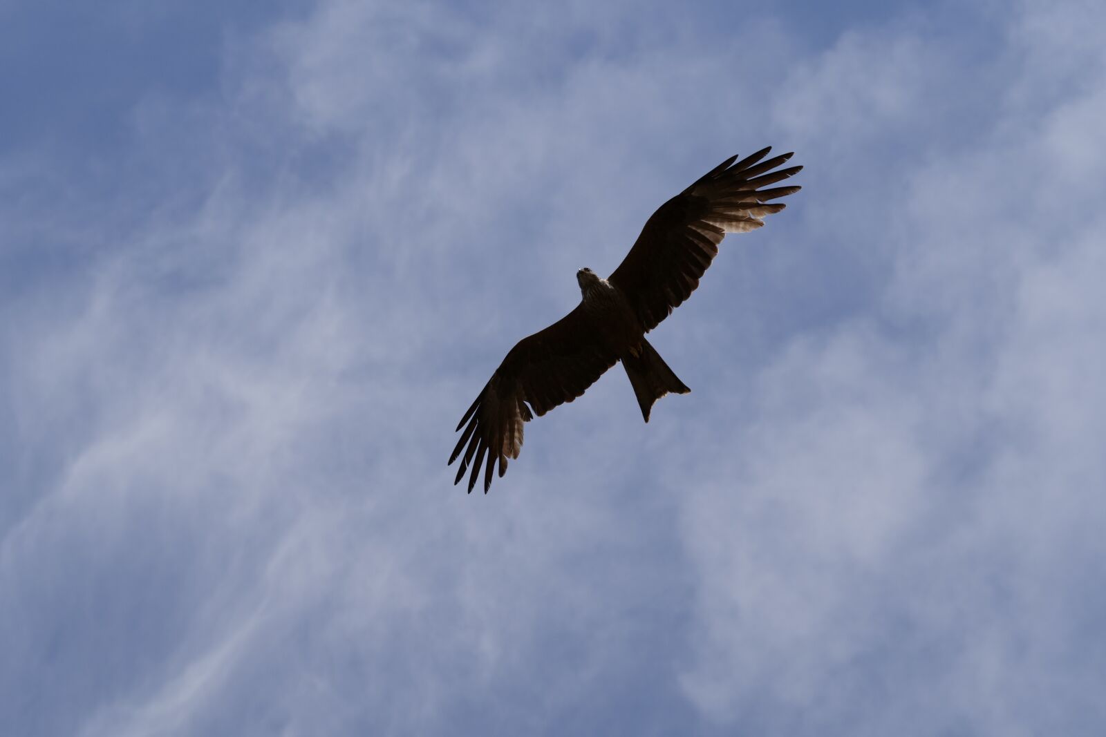 Panasonic Lumix DC-G9 sample photo. Bird, wild bird, animal photography
