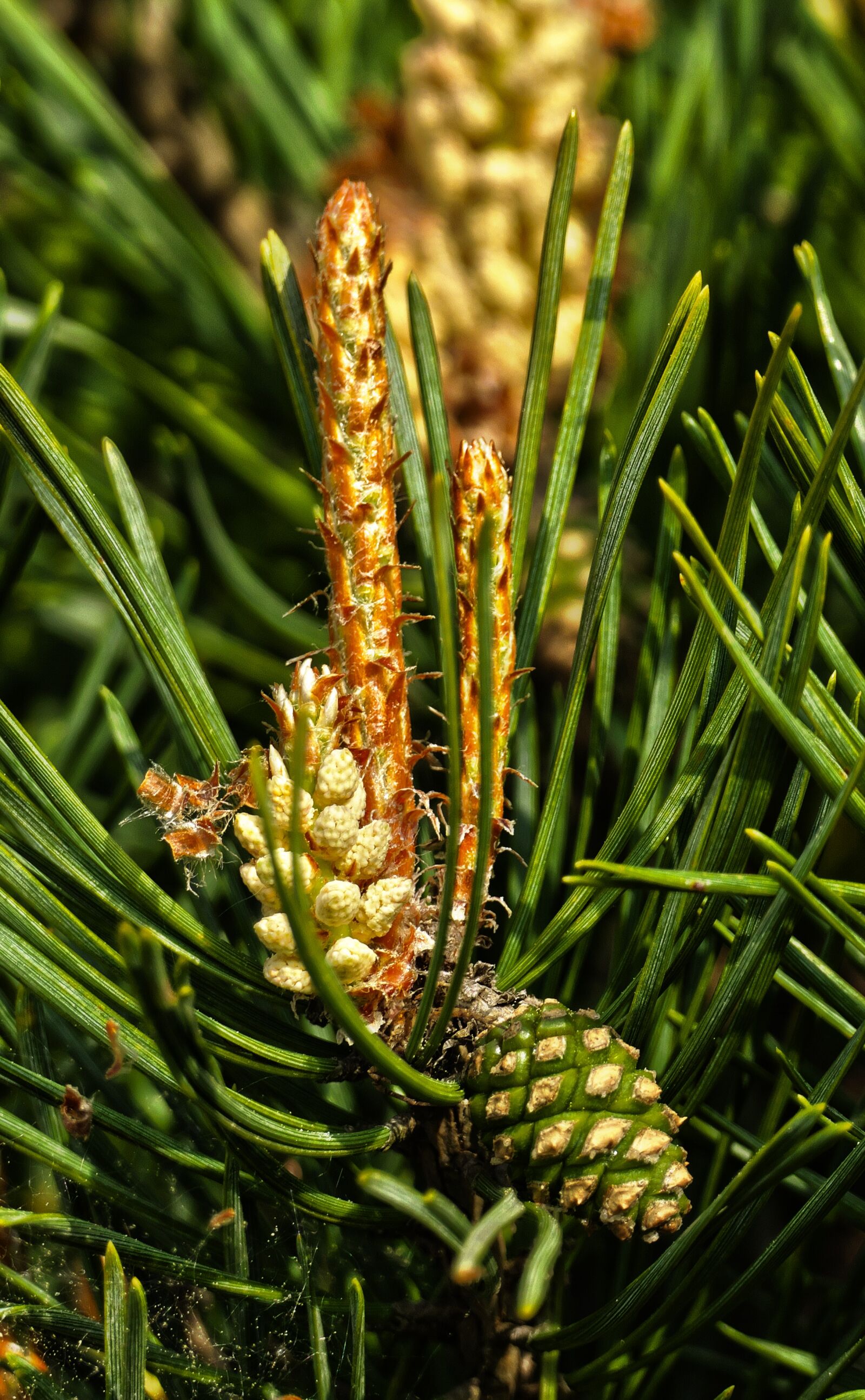 Panasonic Lumix DMC-FZ1000 sample photo. Forest pine, blossom, bloom photography