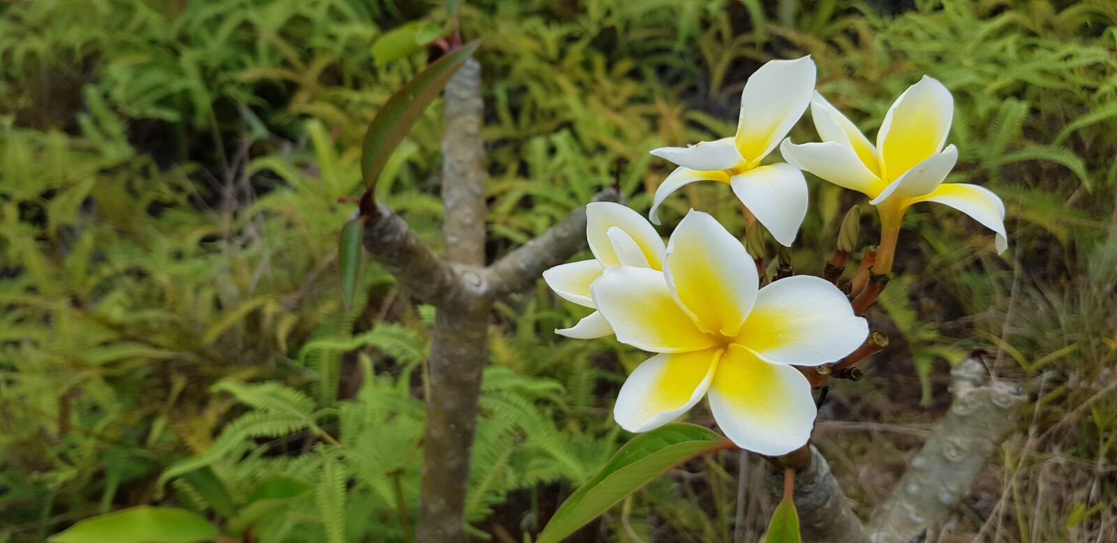 Samsung Galaxy S8 sample photo. Flower, frangipani, tropical photography