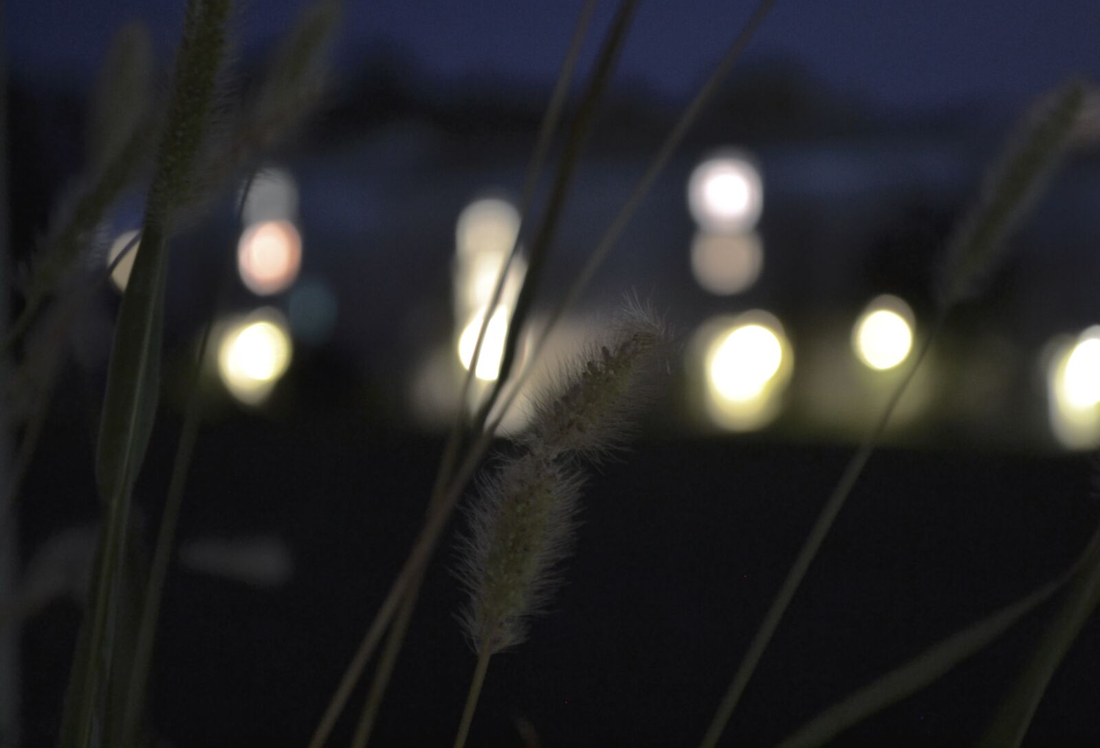 Nikon D3100 sample photo