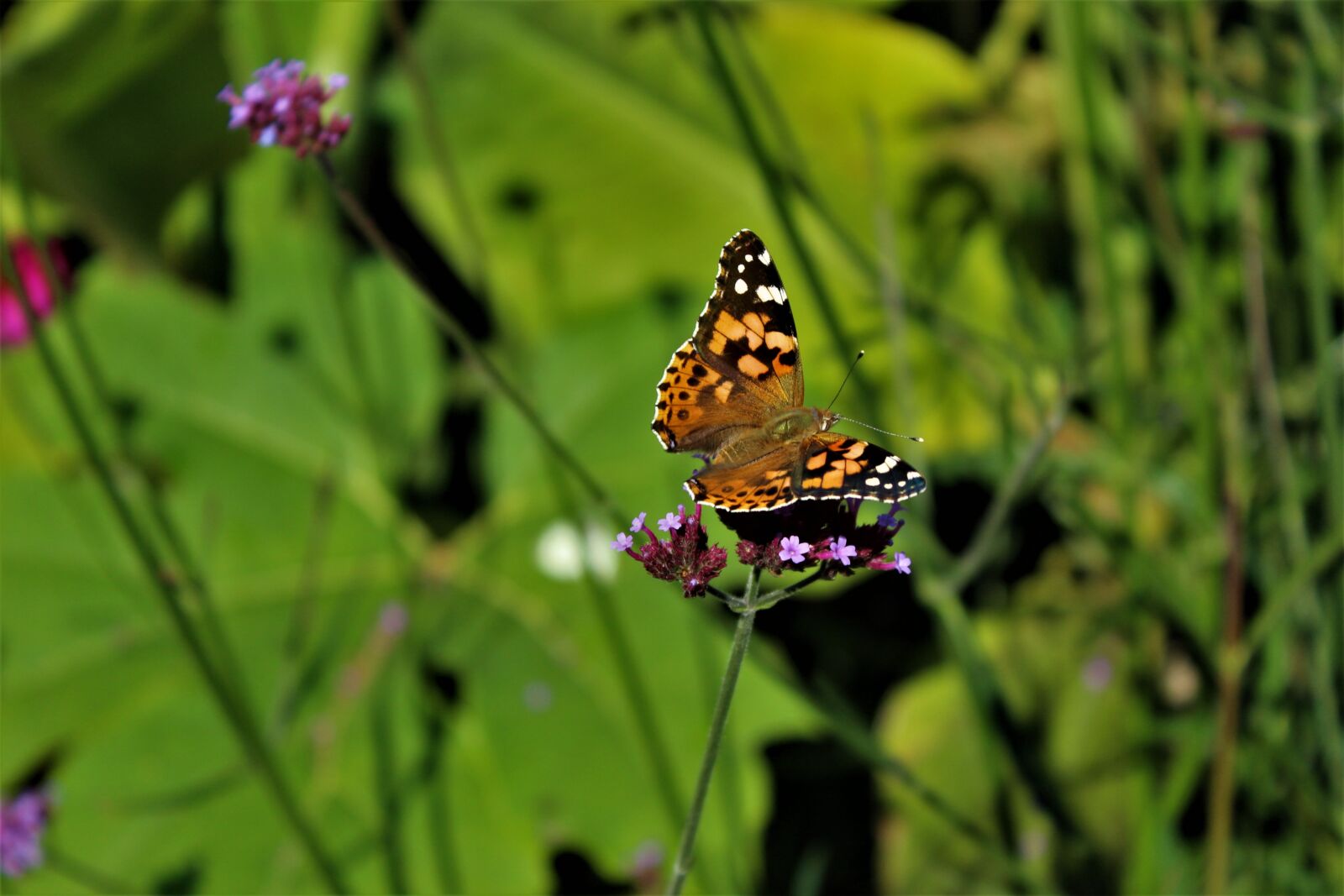 Canon EOS 4000D (EOS Rebel T100 / EOS 3000D) sample photo. Painted lady, butterfly, nature photography