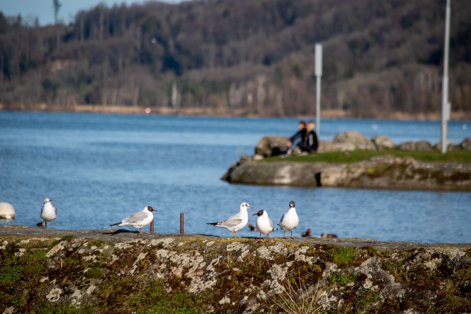 Nikon D5500 sample photo. Bird, resting, nature photography