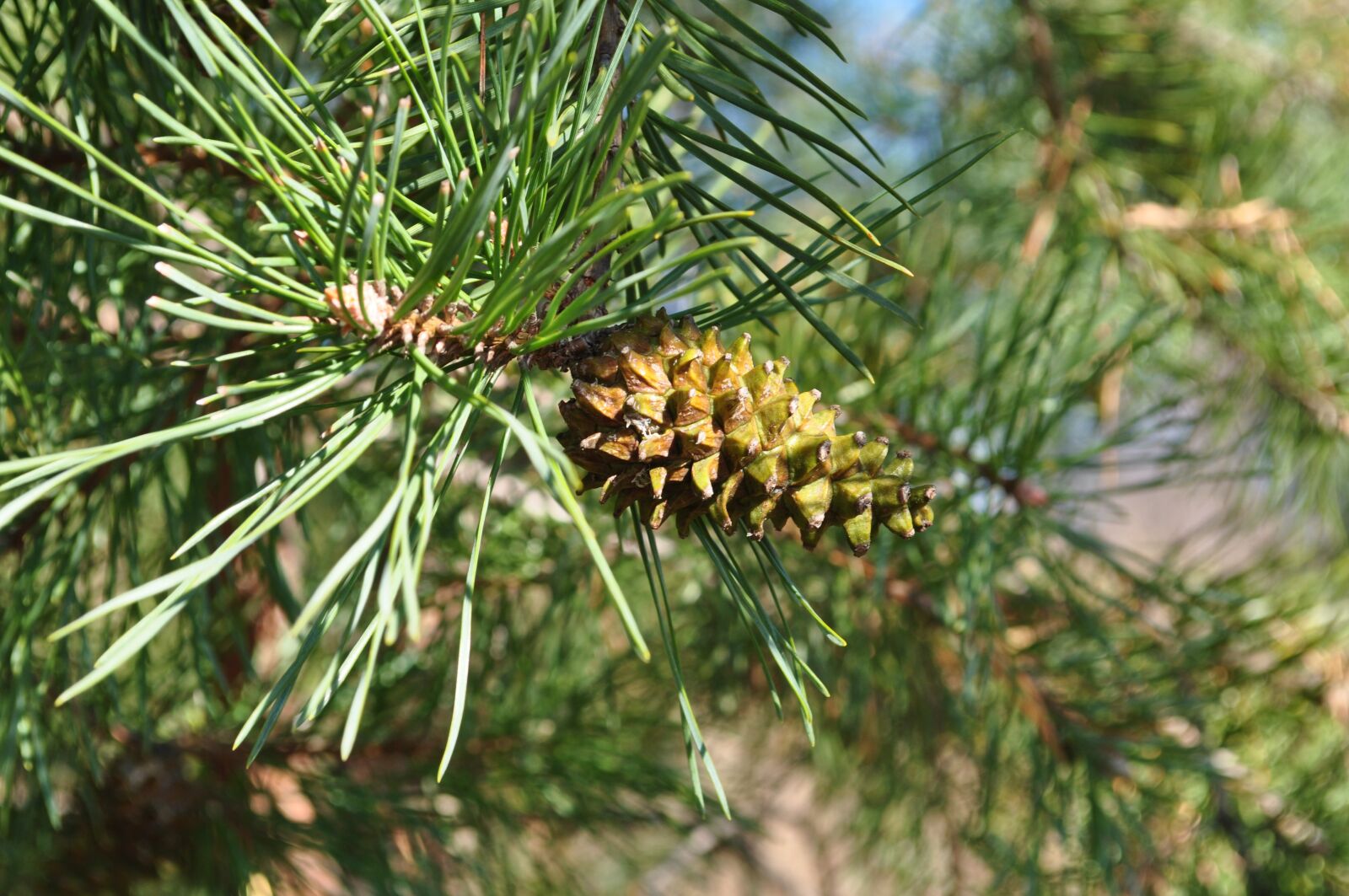 Nikon D5000 sample photo. Nature, tree, pinecone photography